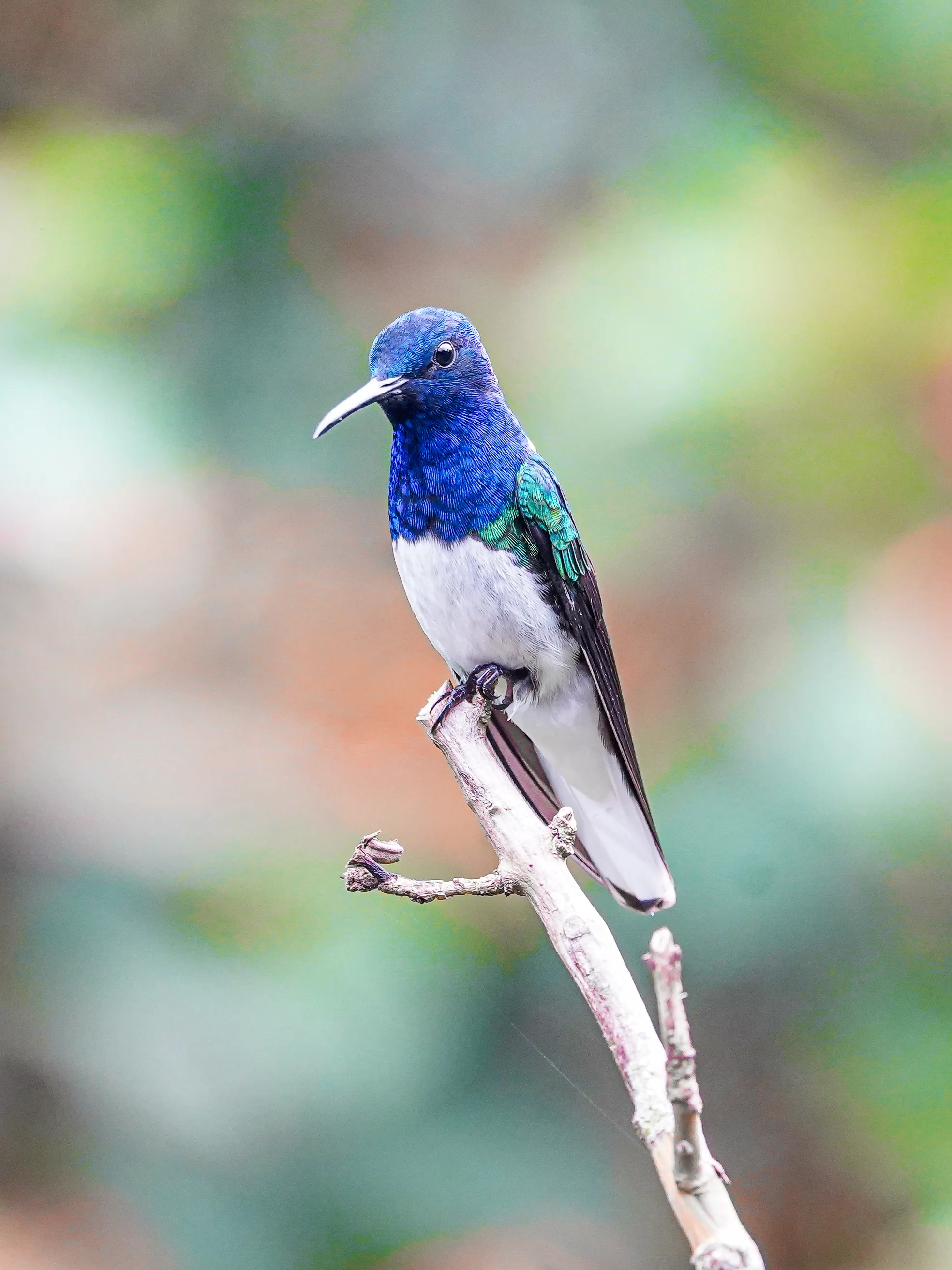 Wildlife photo