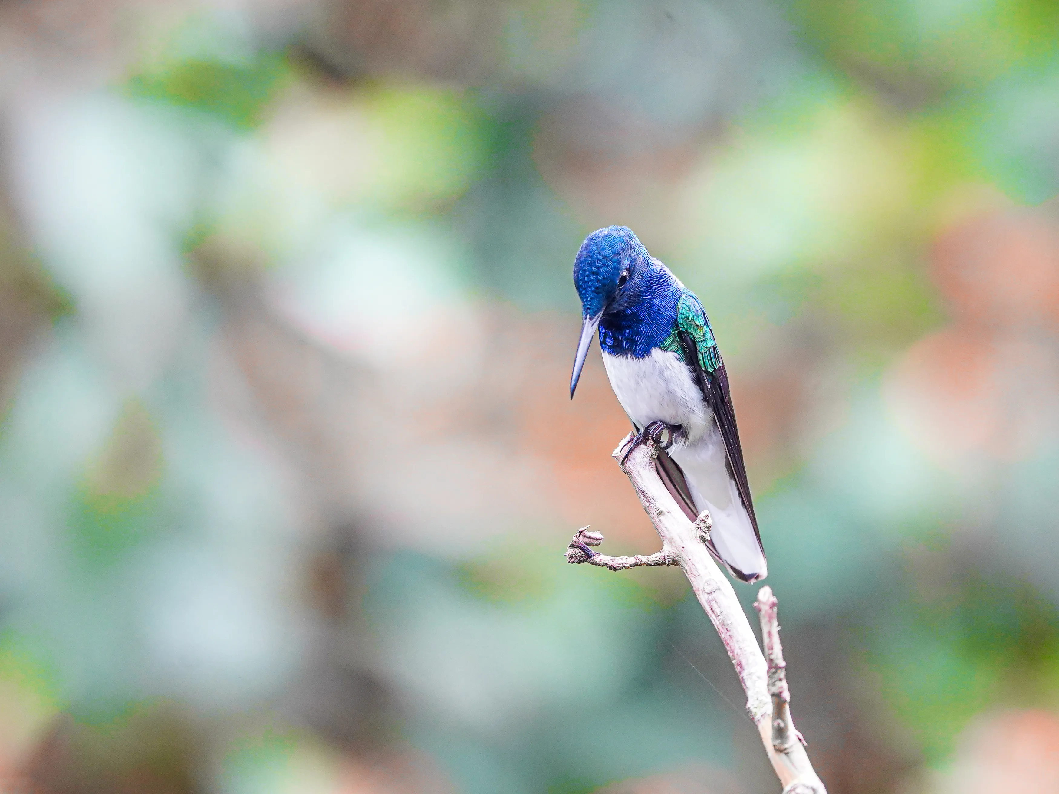 Wildlife photo