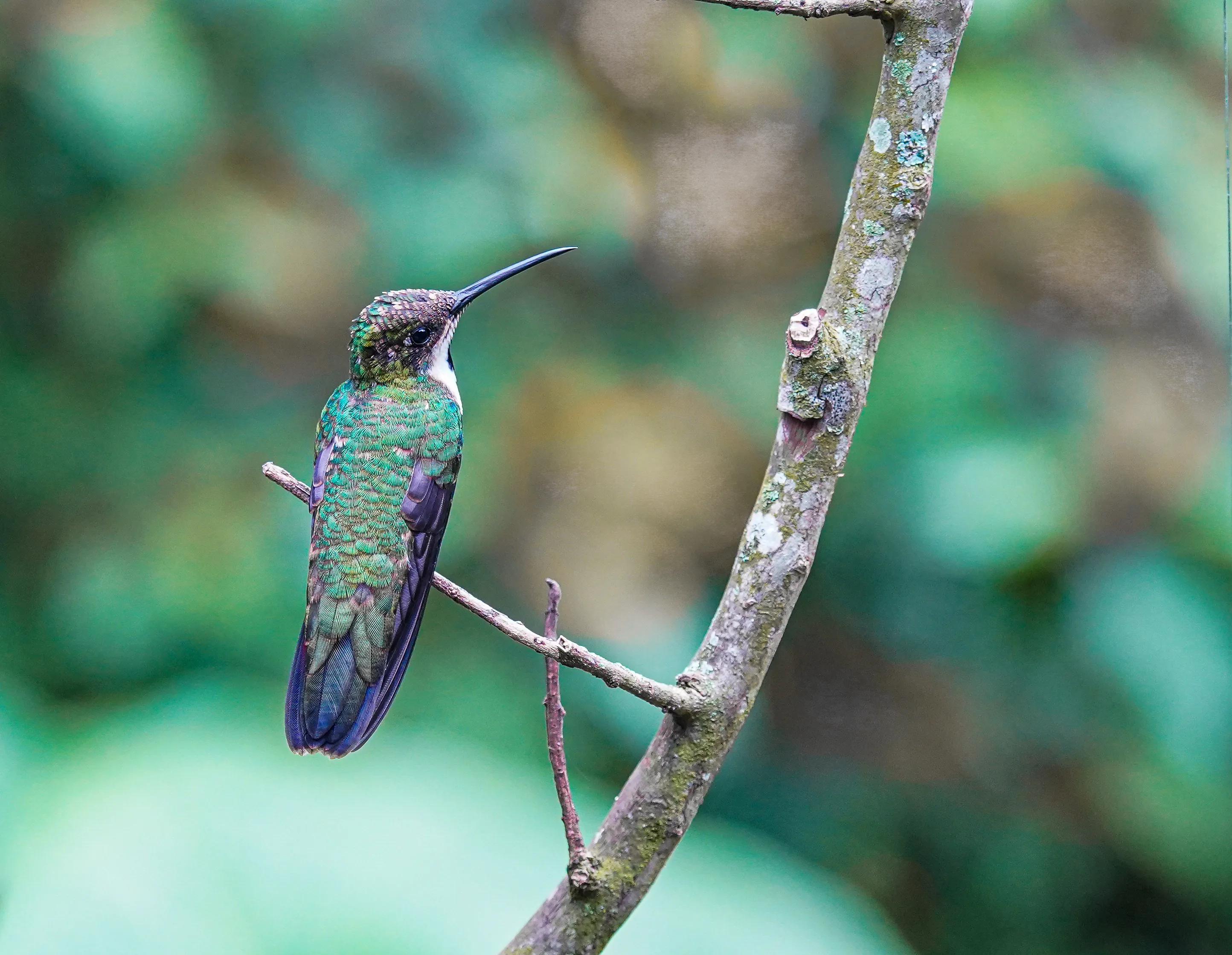 Wildlife photo