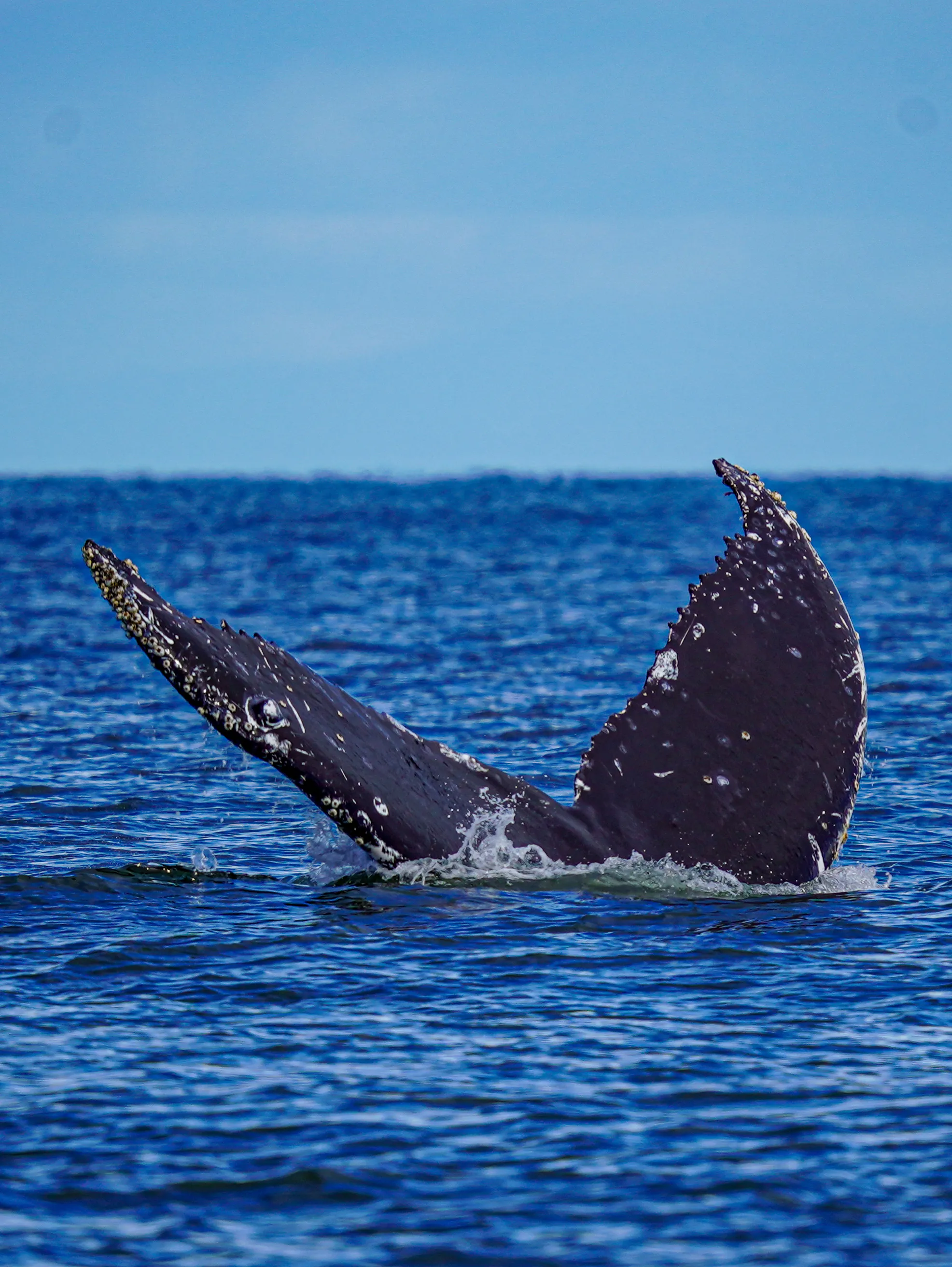 Wildlife photo