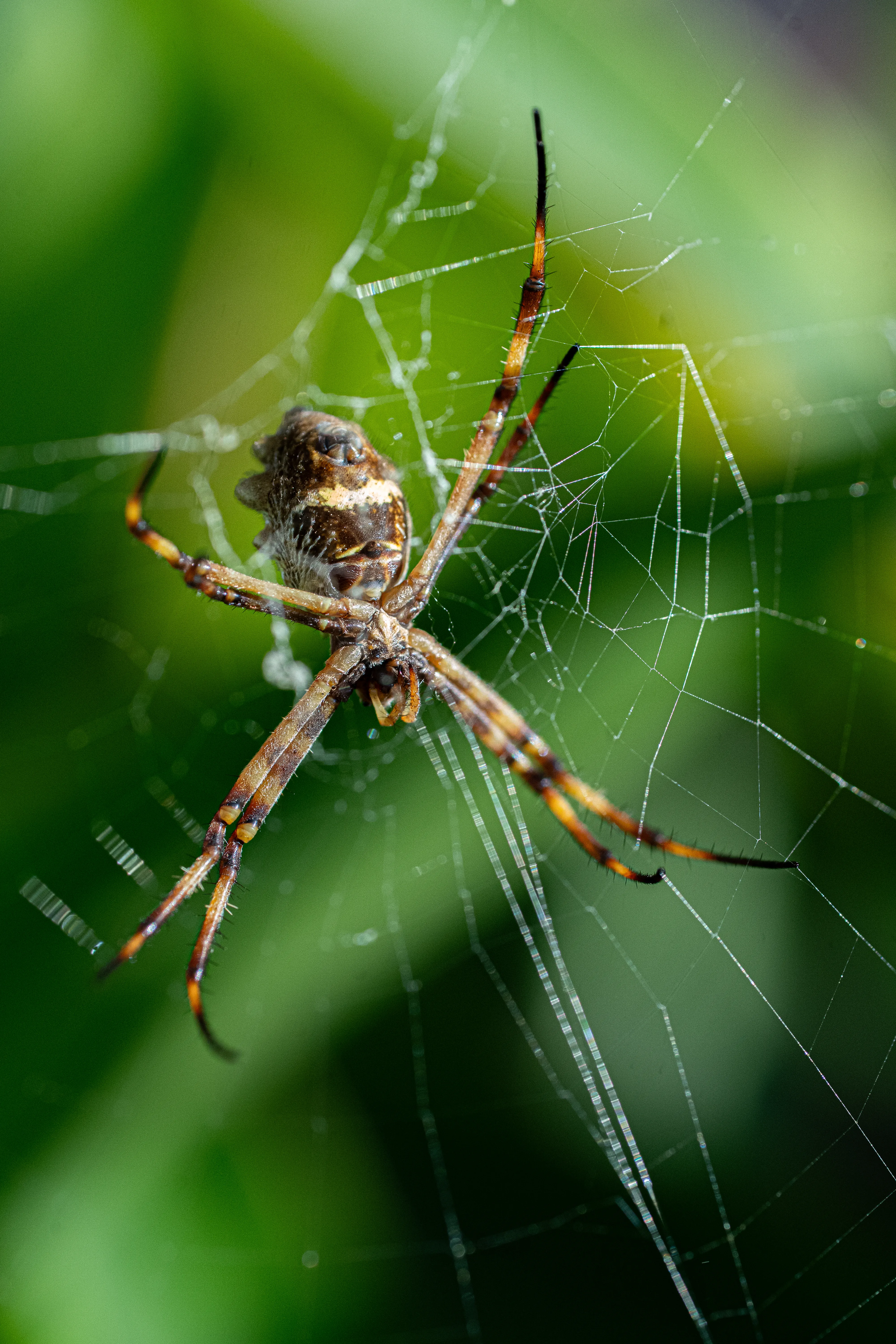 Wildlife photo
