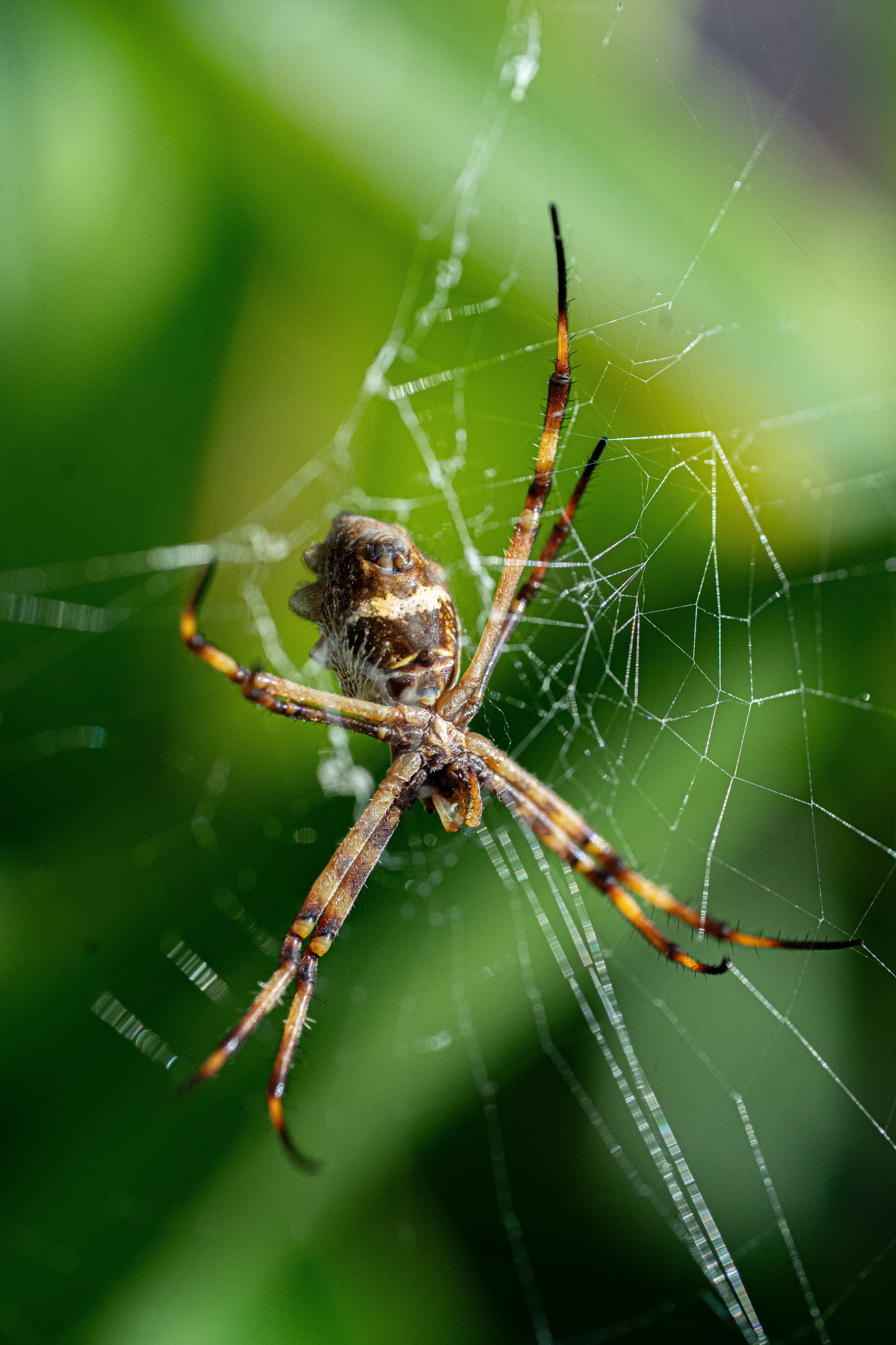 Wildlife photo