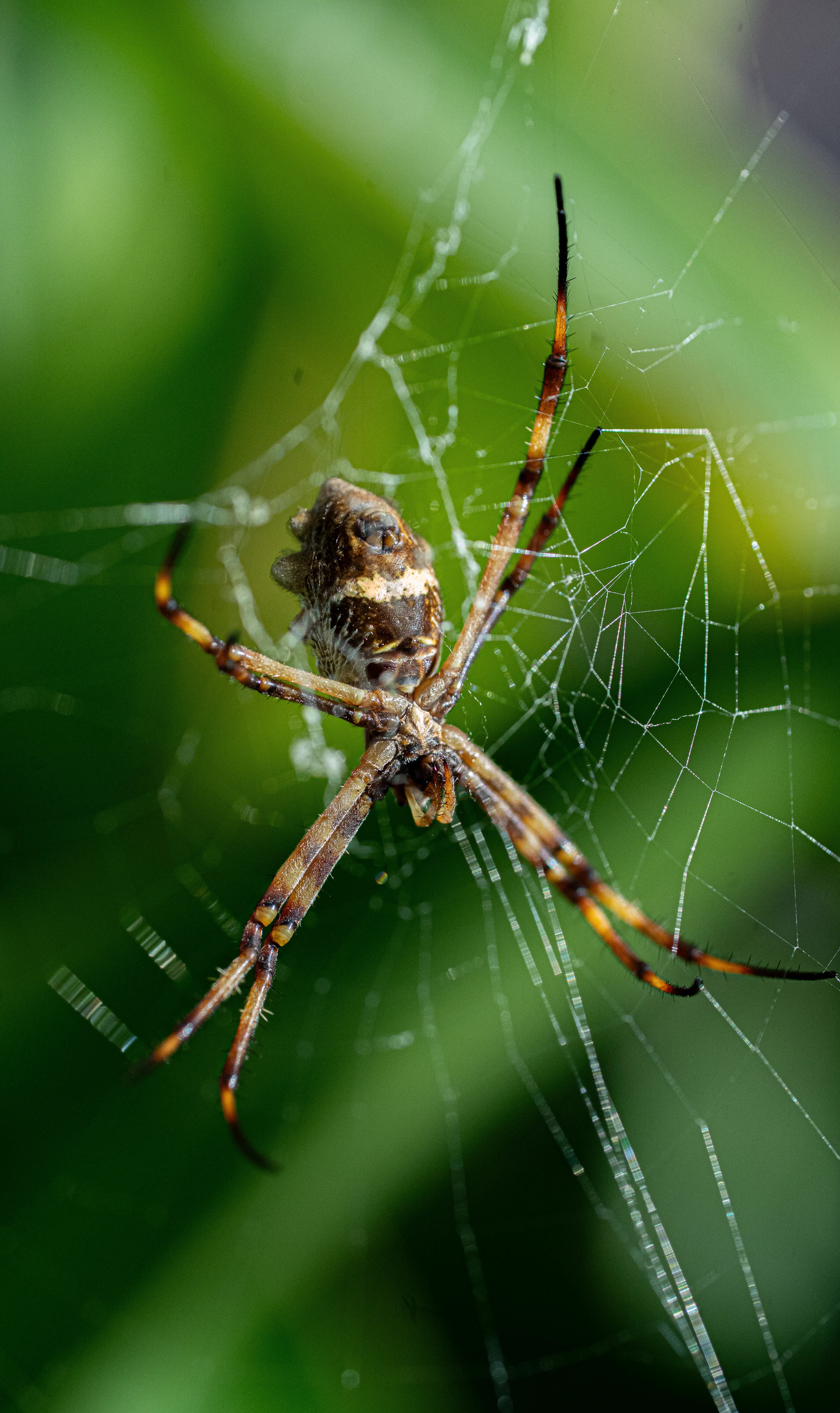 Wildlife photo