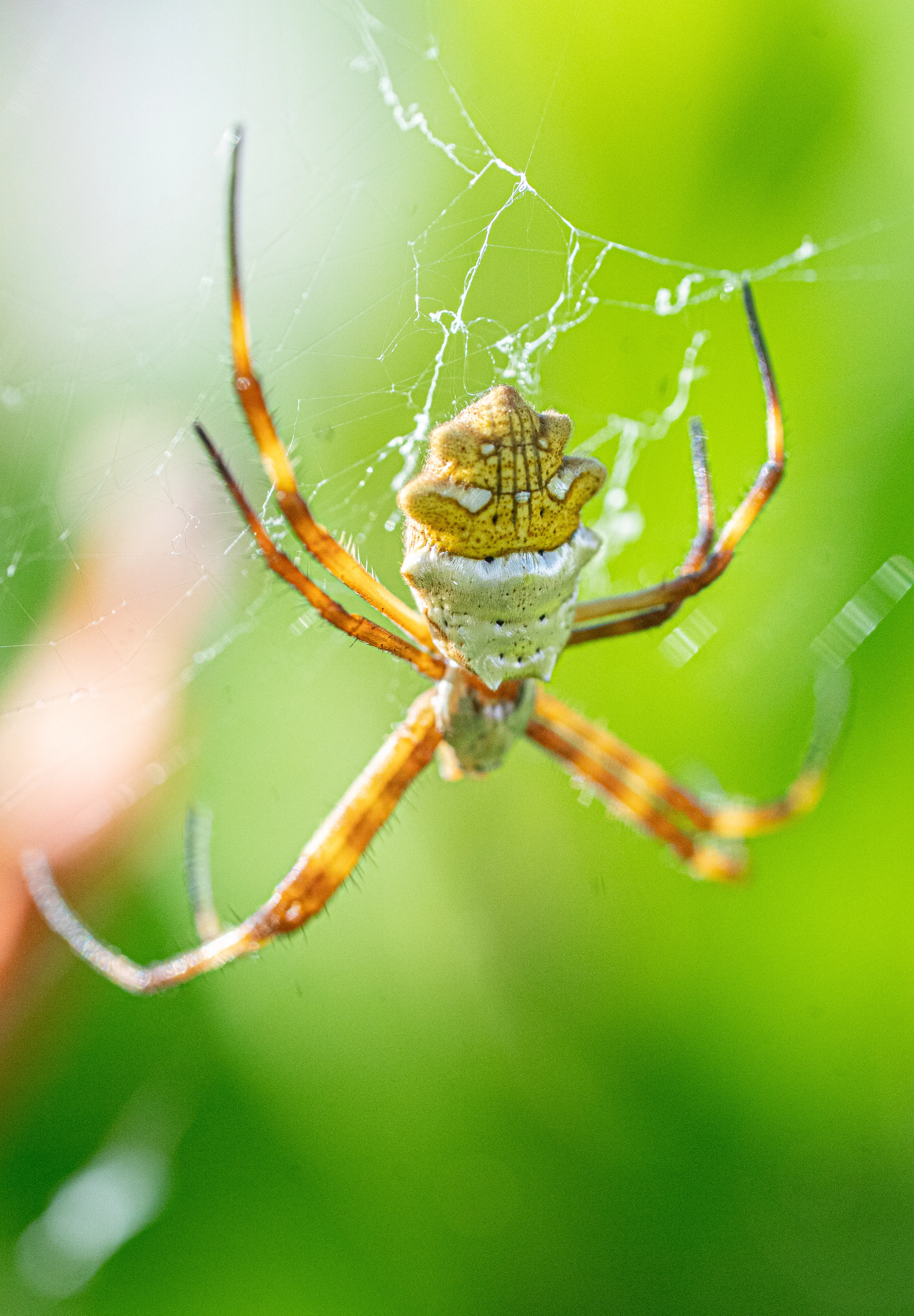 Wildlife photo