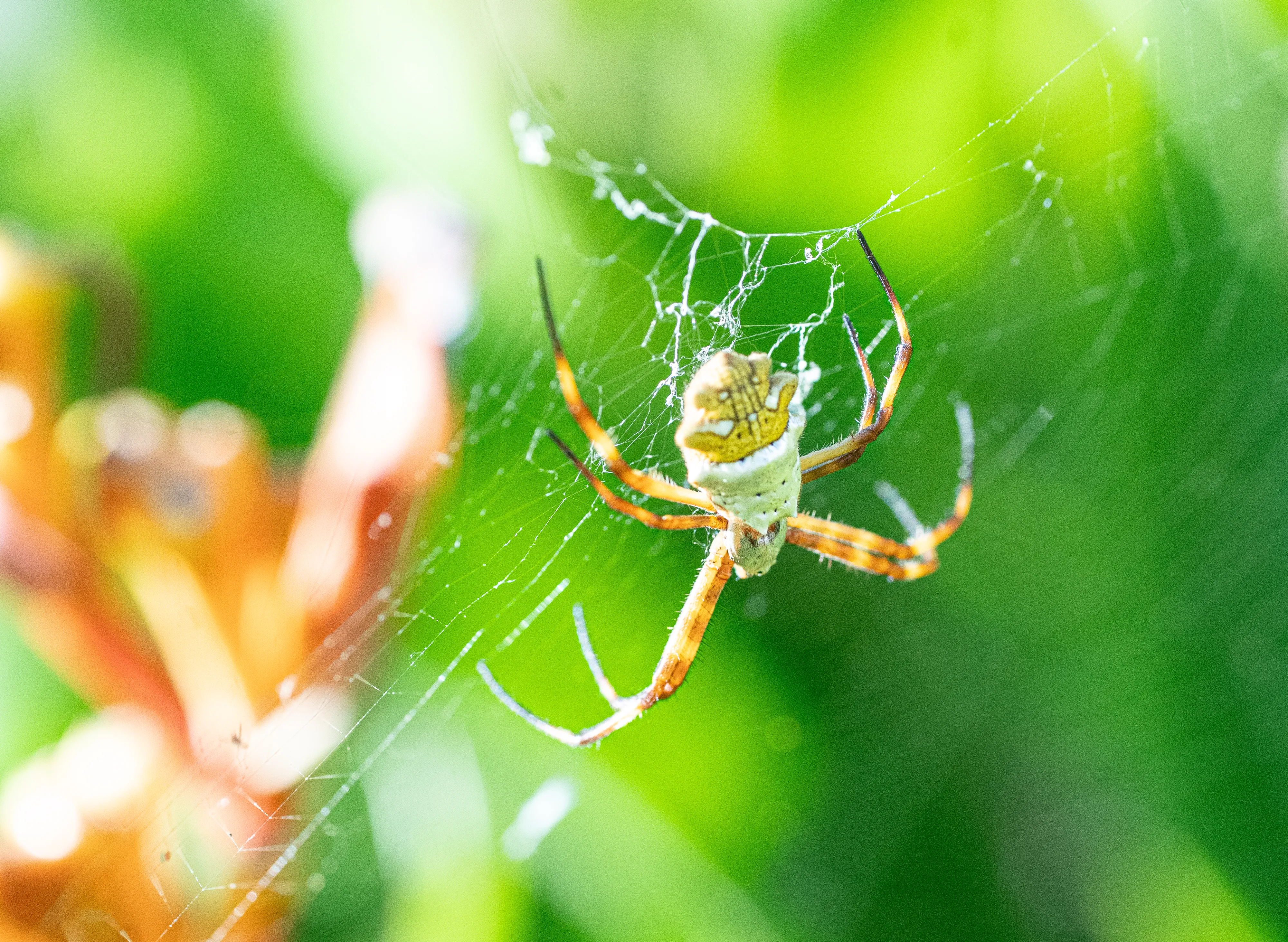 Wildlife photo