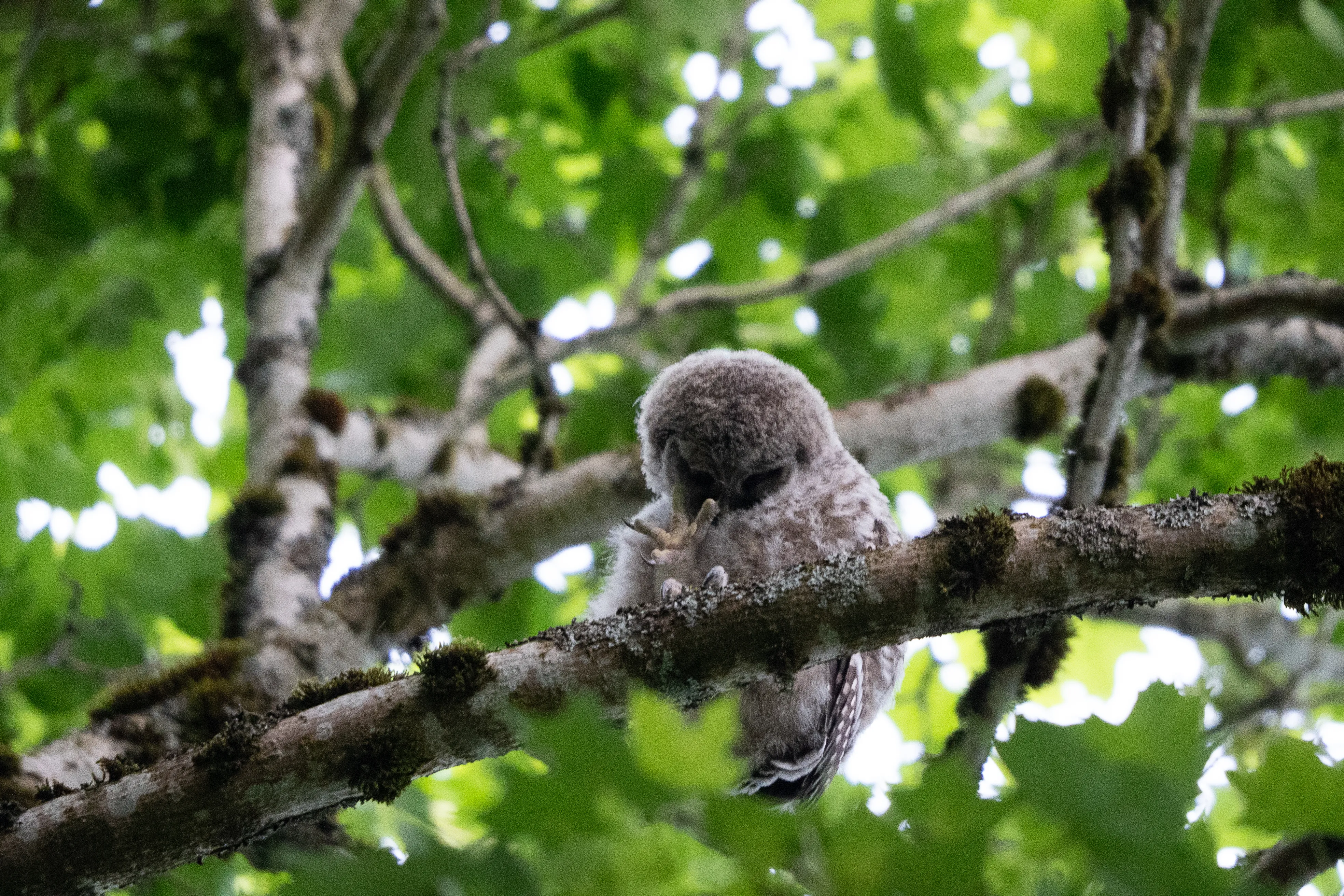 Wildlife photo