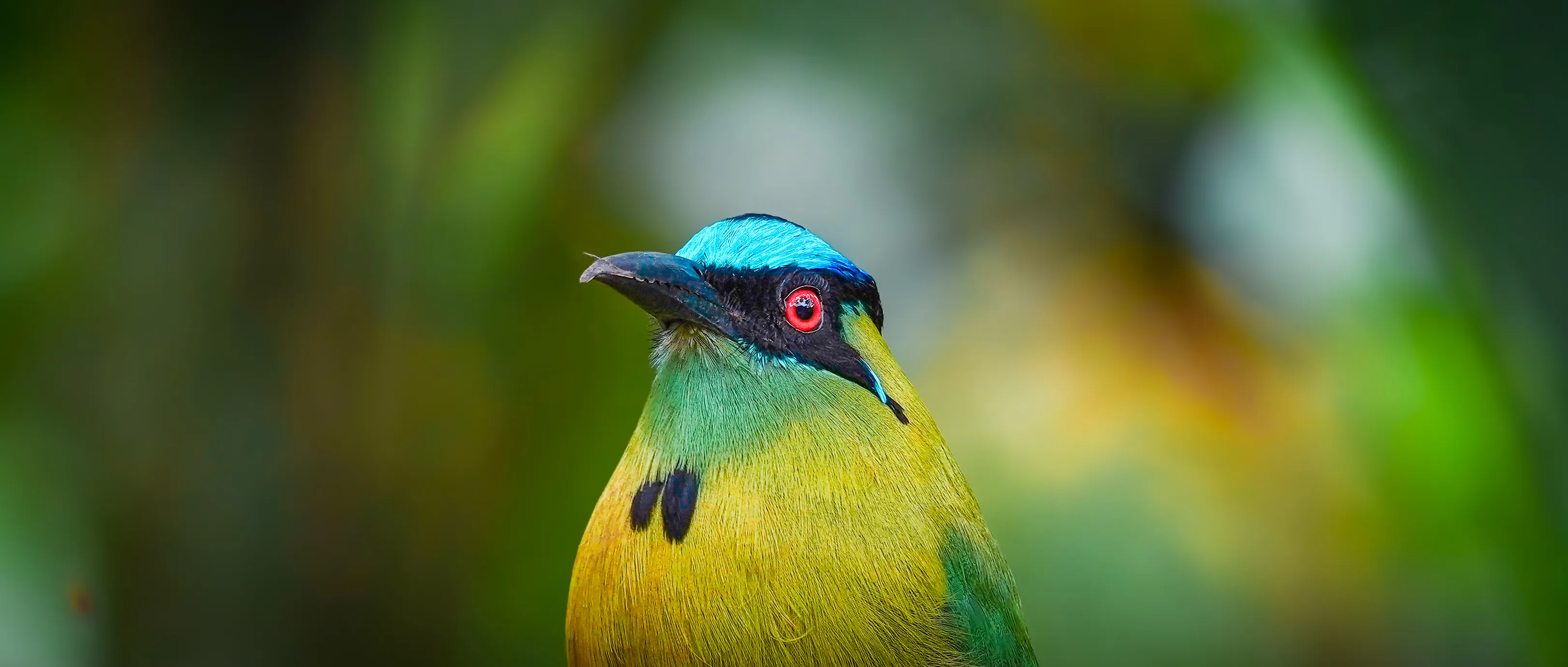 Wildlife photo