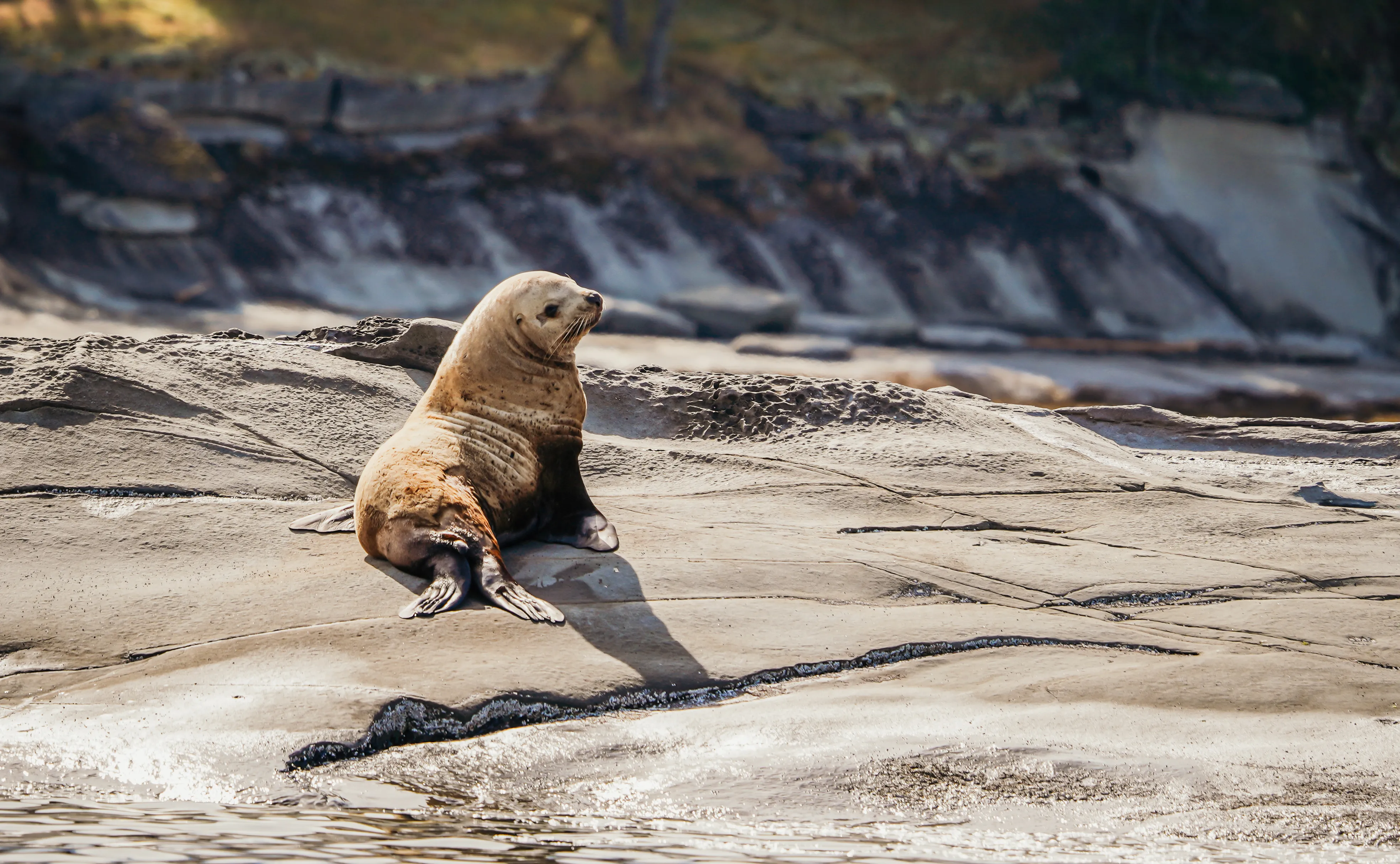 Wildlife photo
