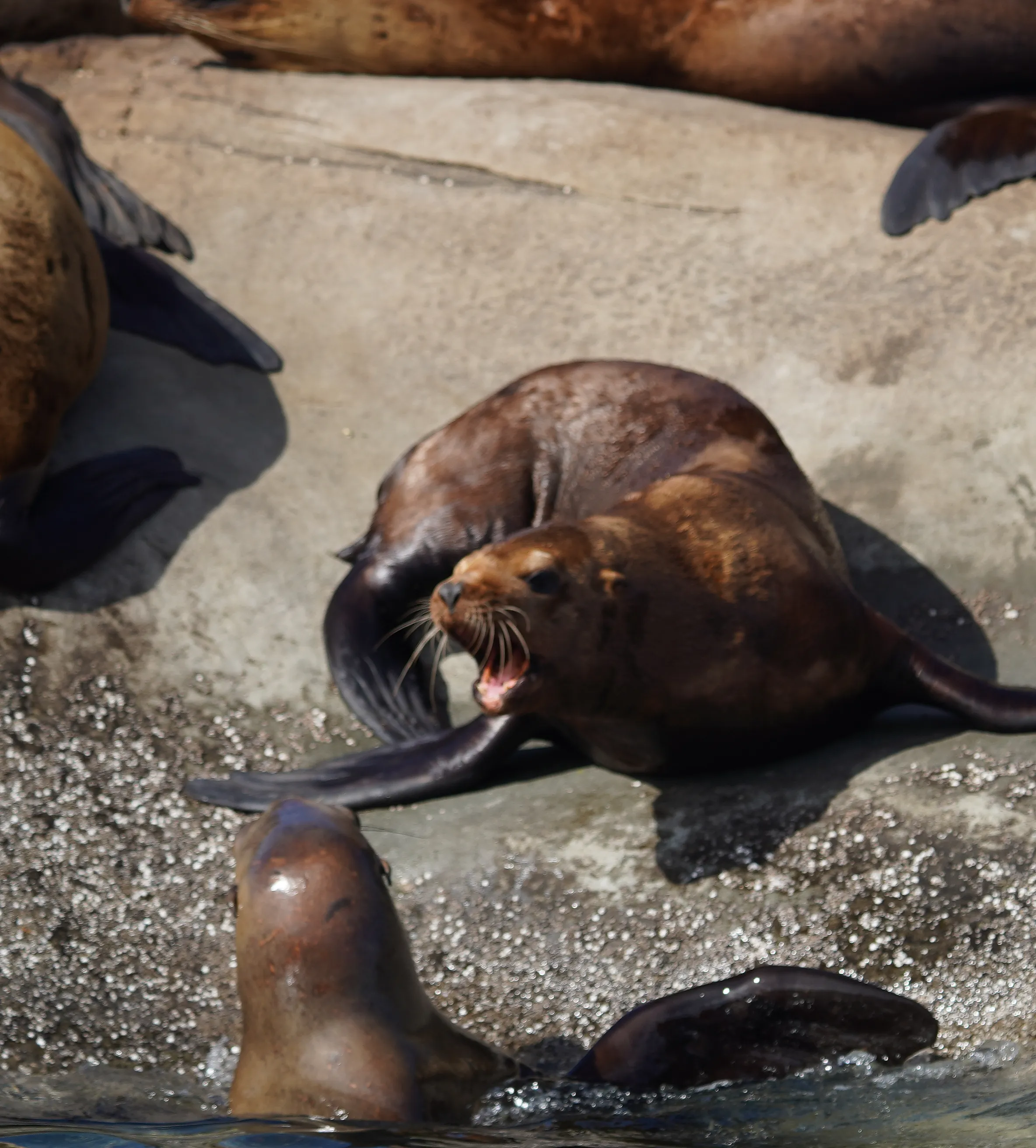 Wildlife photo