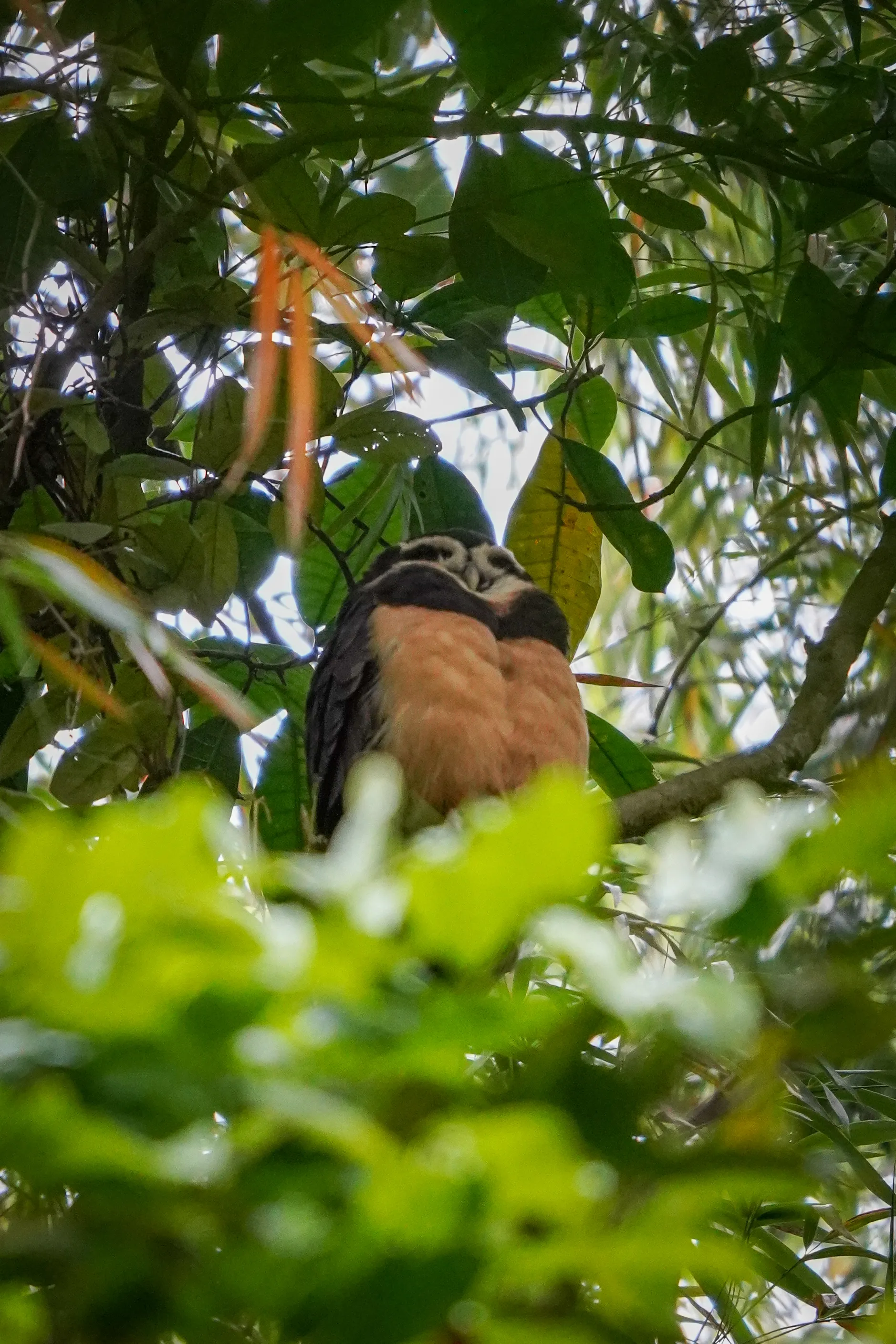 Wildlife photo