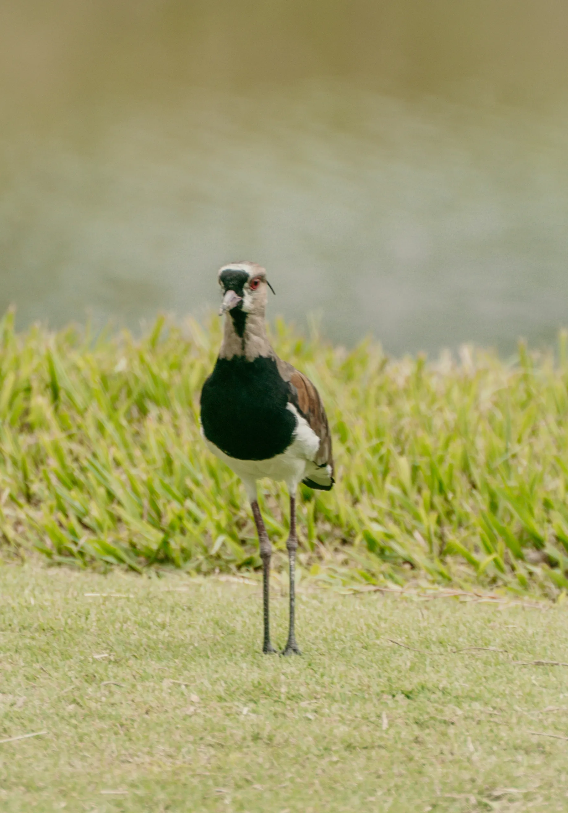 Wildlife photo