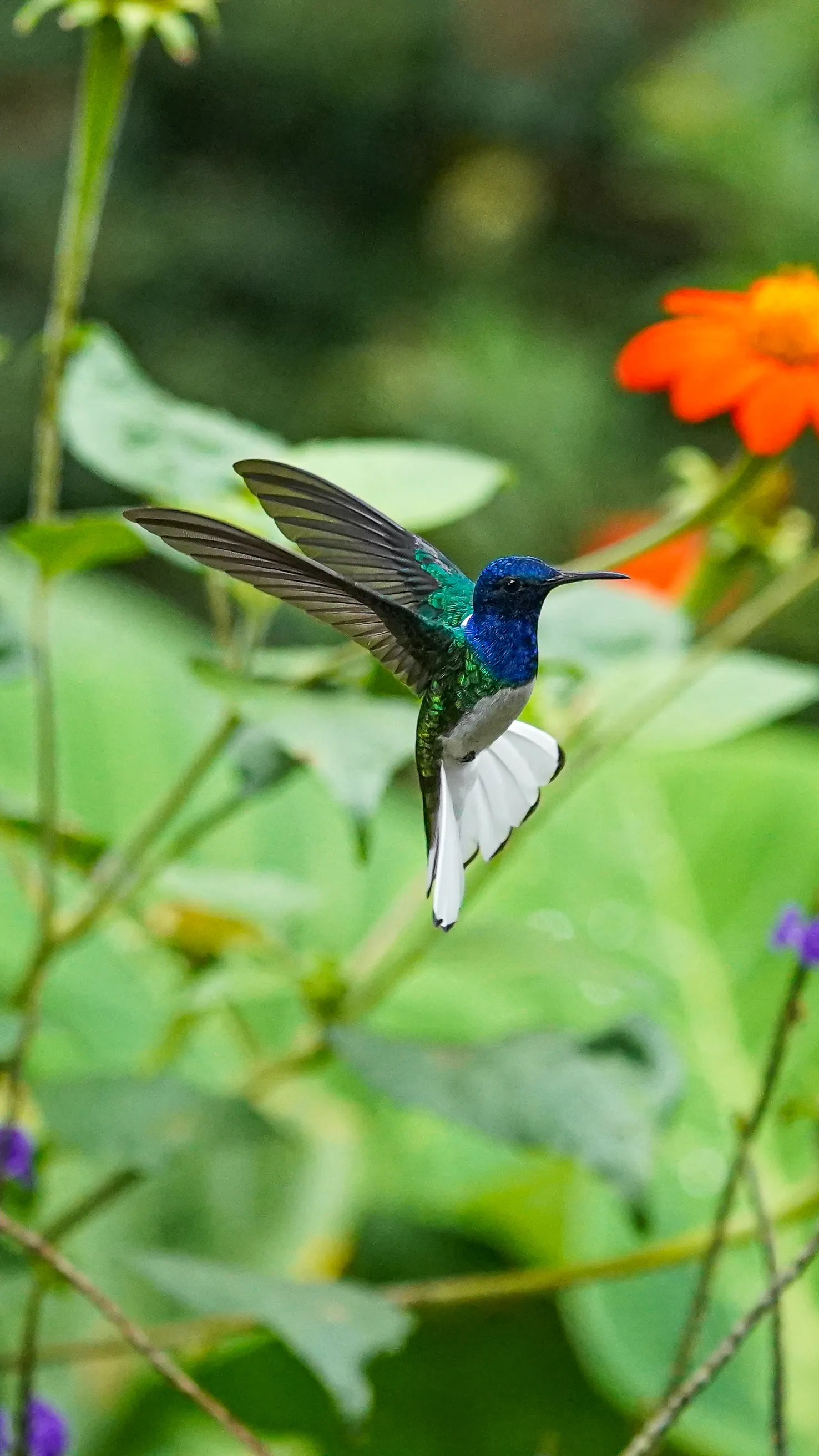 Wildlife photo