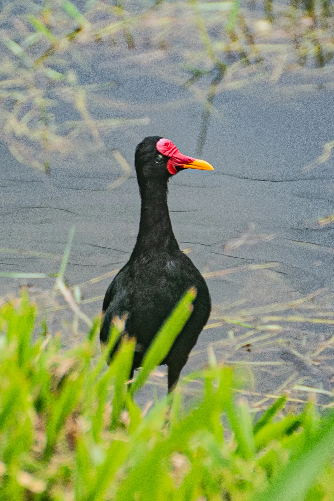 Wildlife photo