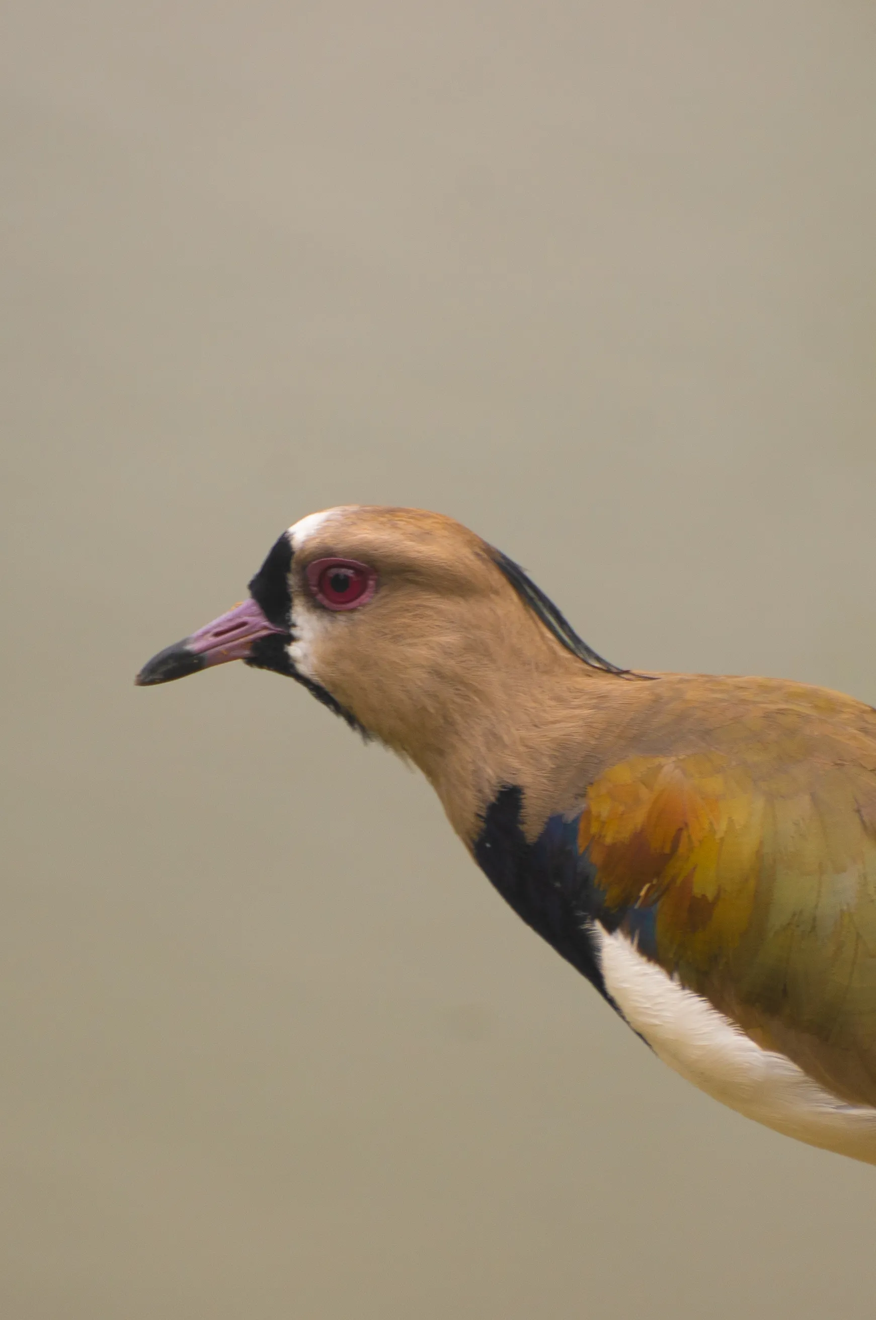 Wildlife photo
