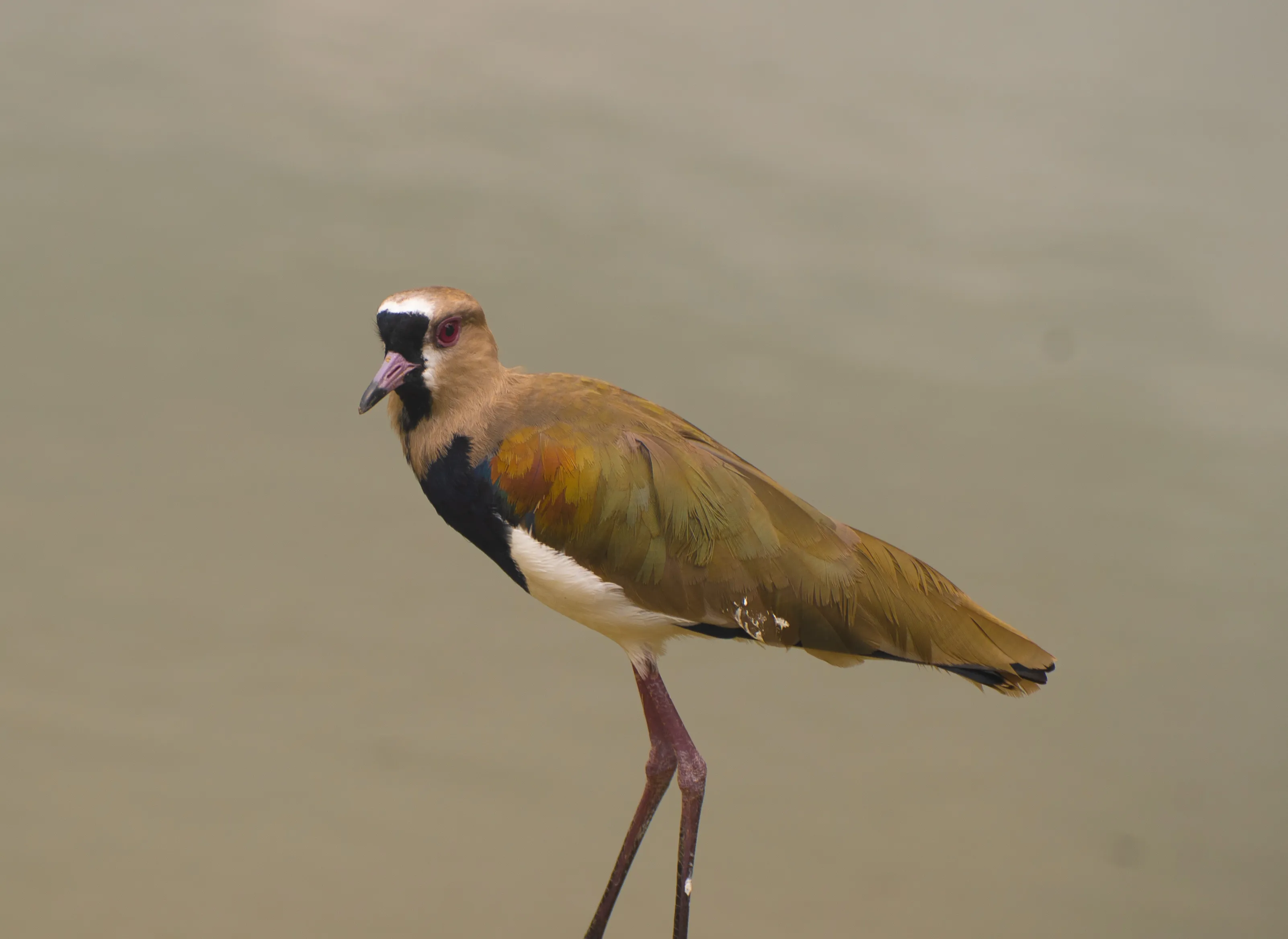 Wildlife photo