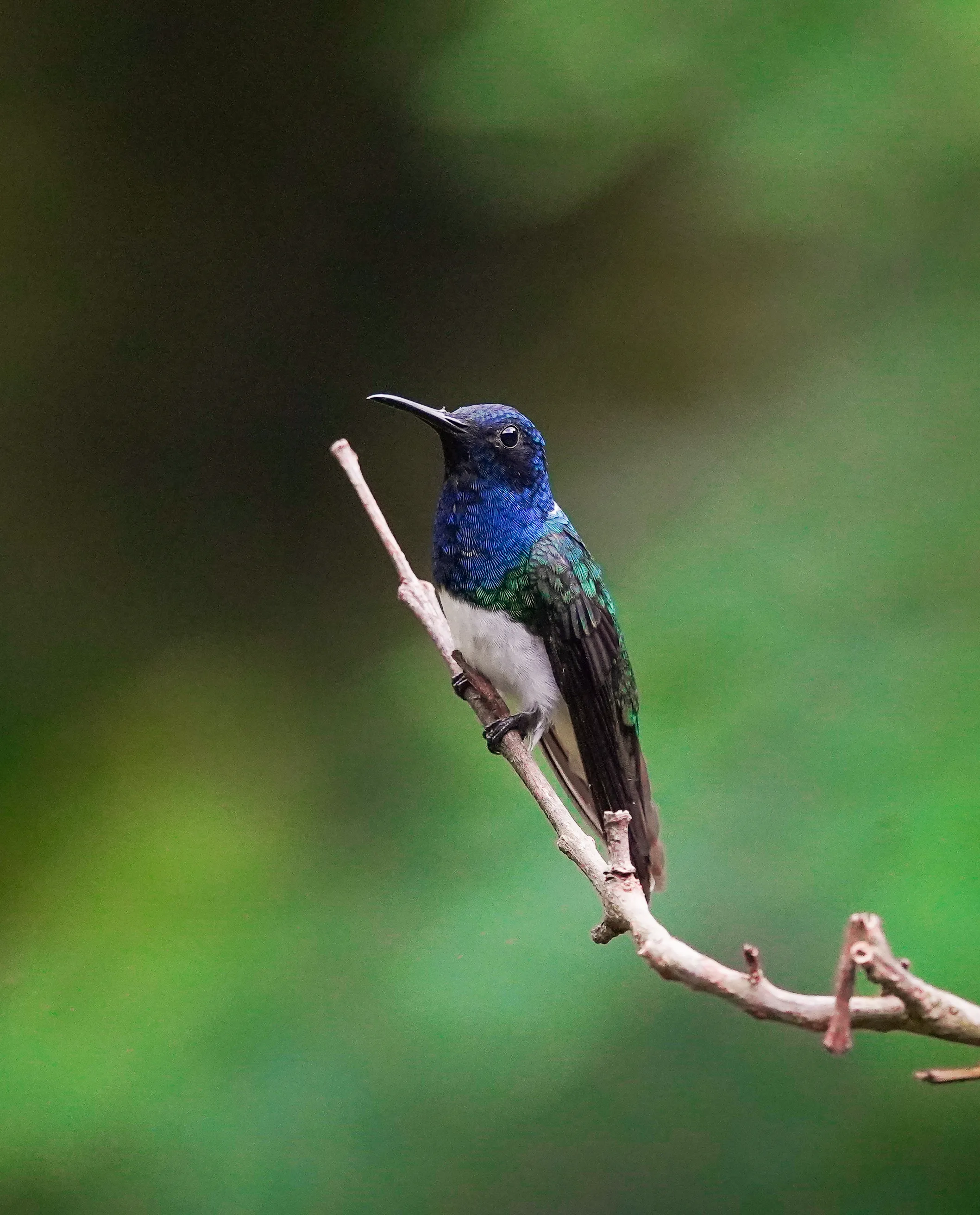 Wildlife photo