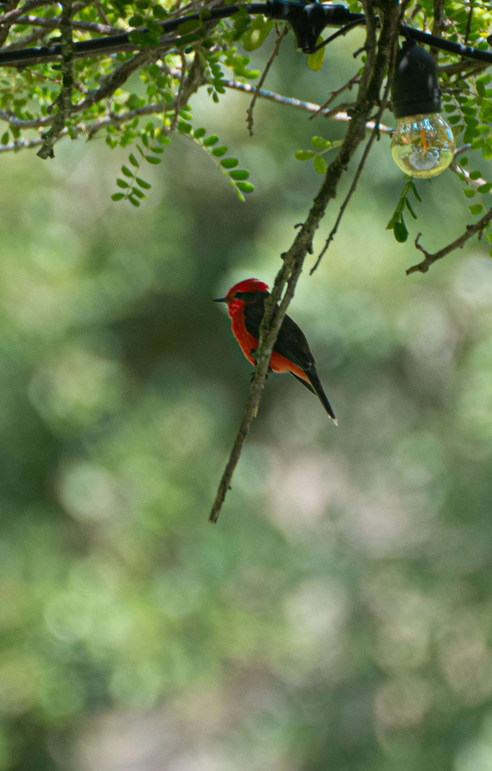 Wildlife photo