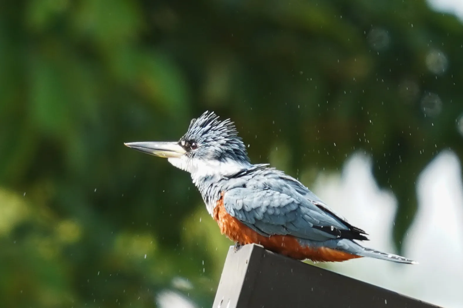 Wildlife photo
