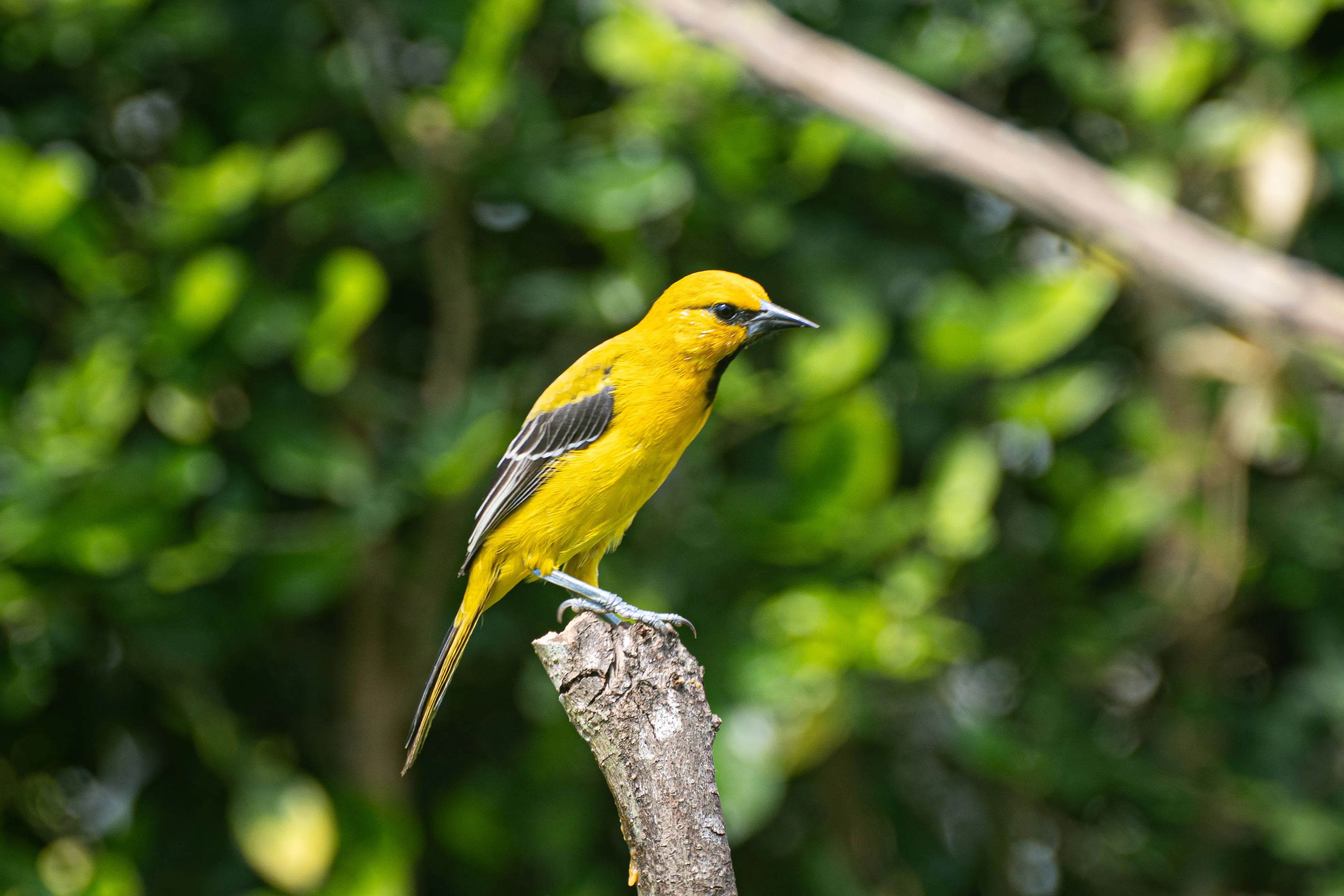 Wildlife photo