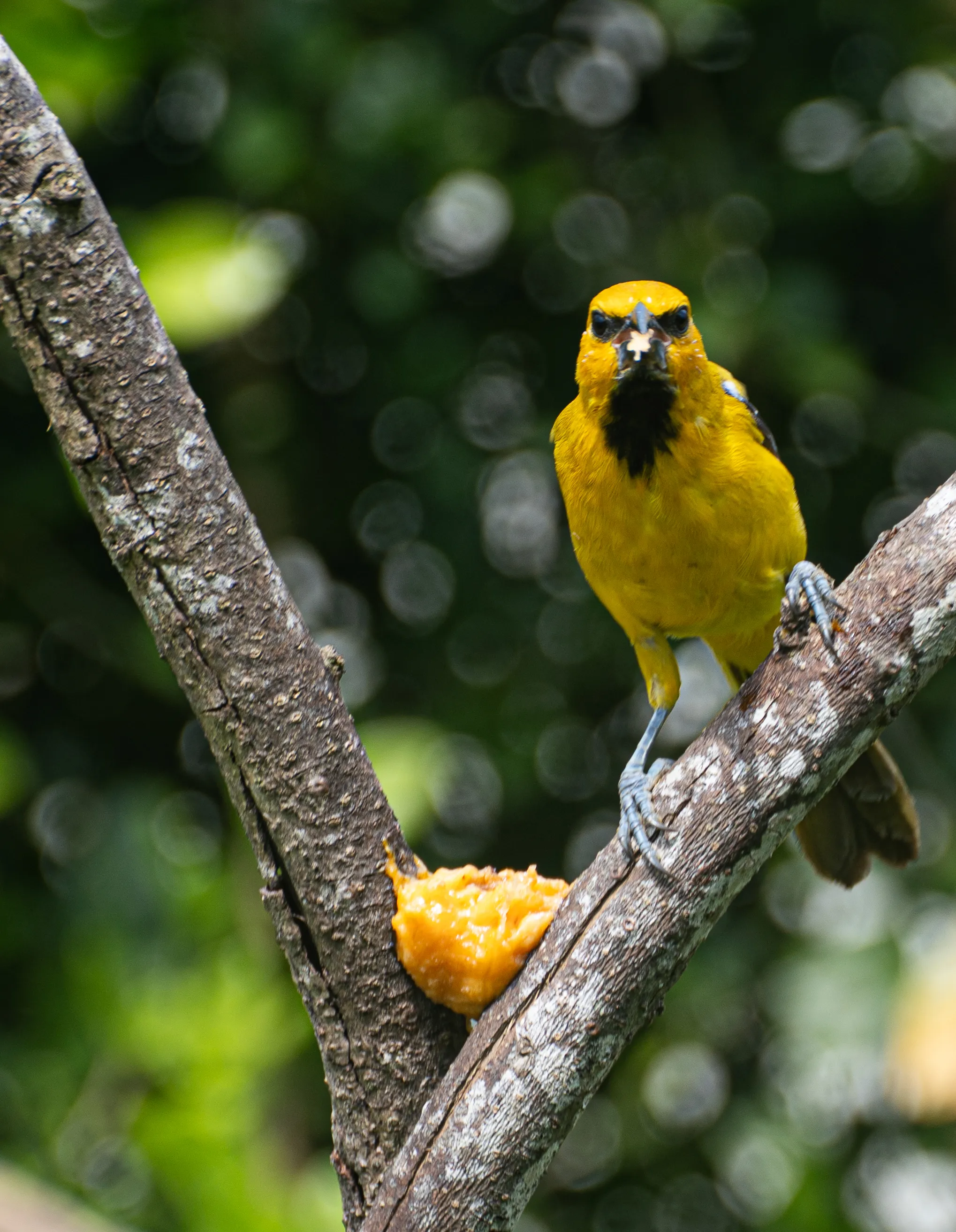 Wildlife photo