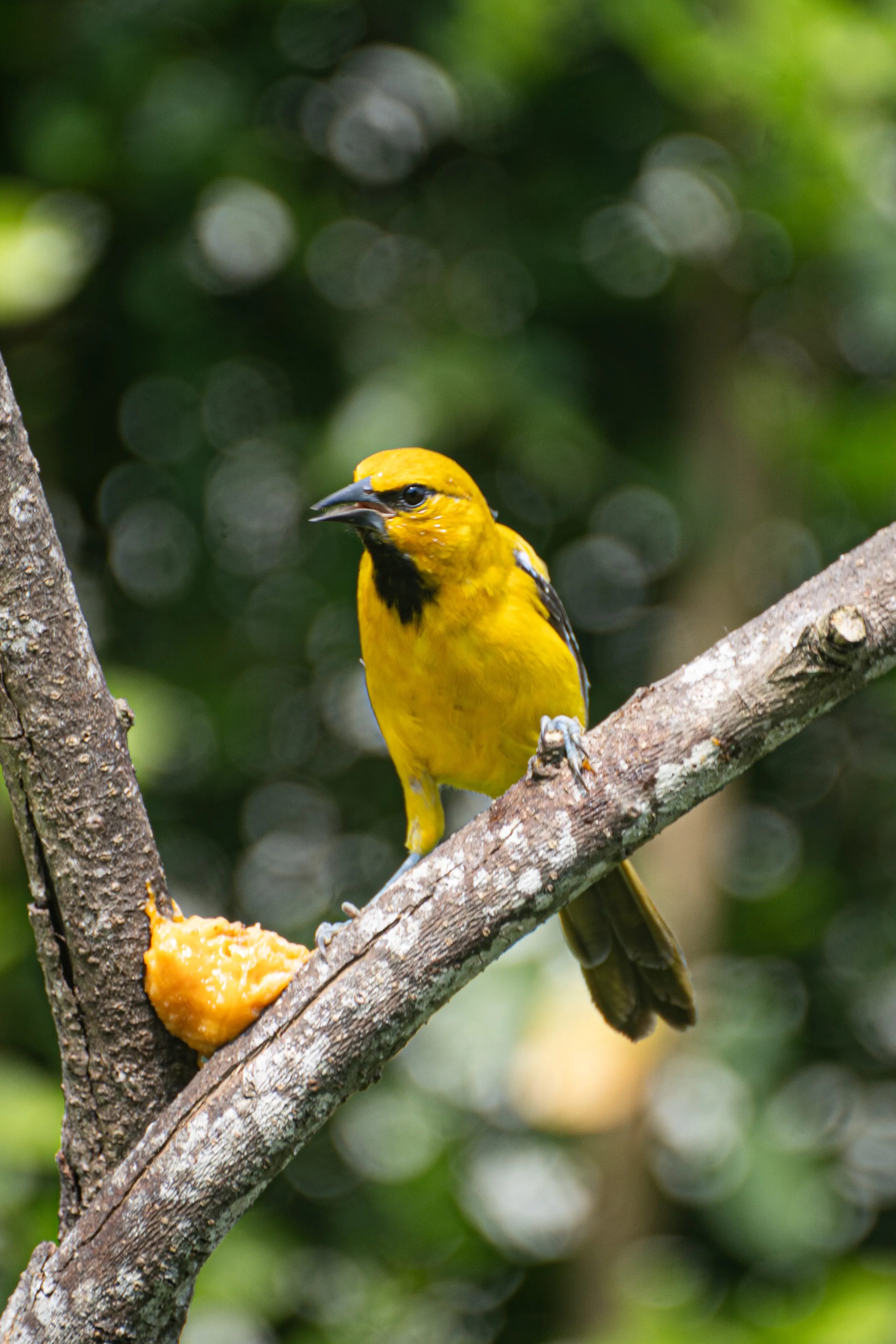 Wildlife photo