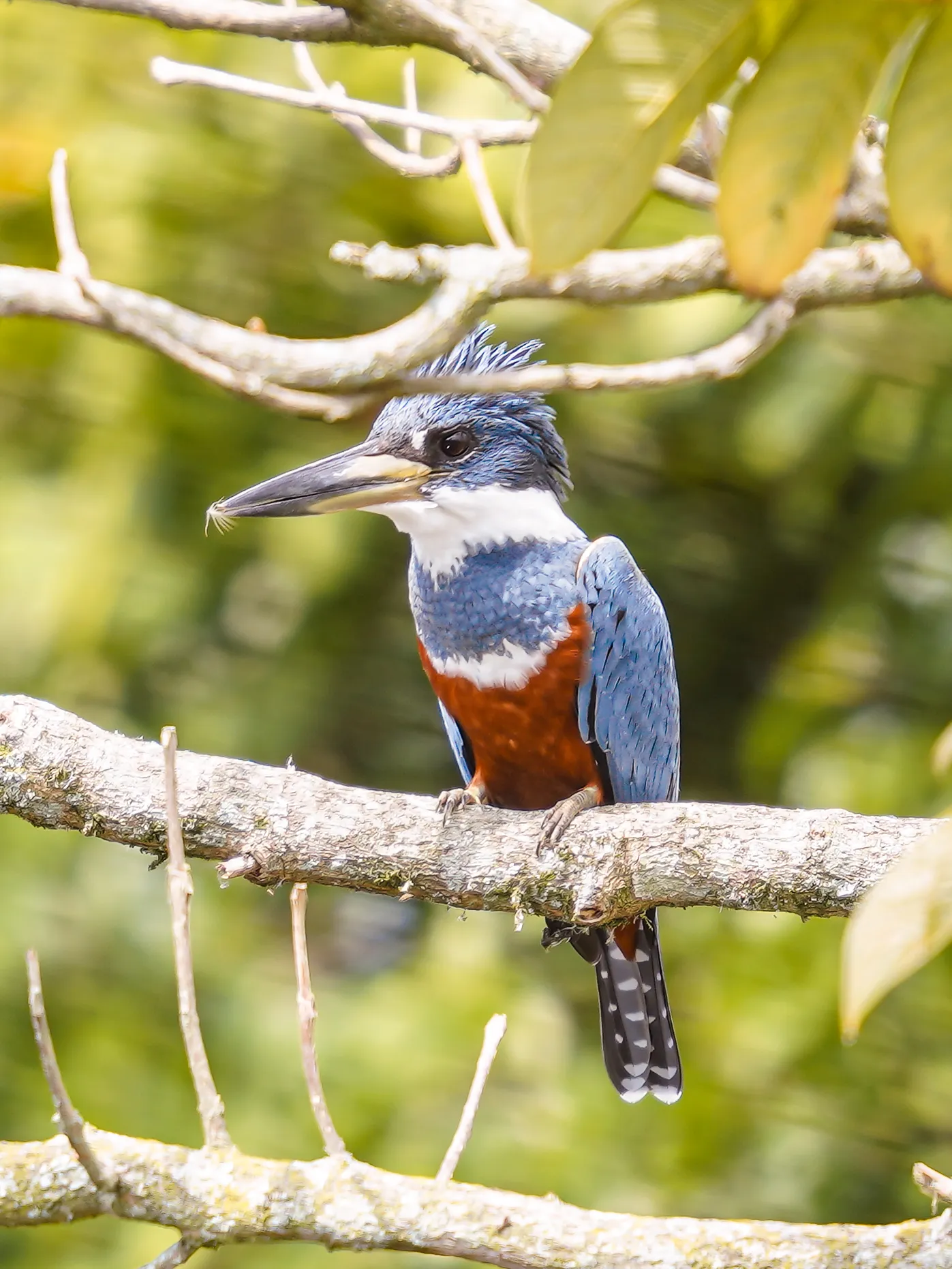 Wildlife photo