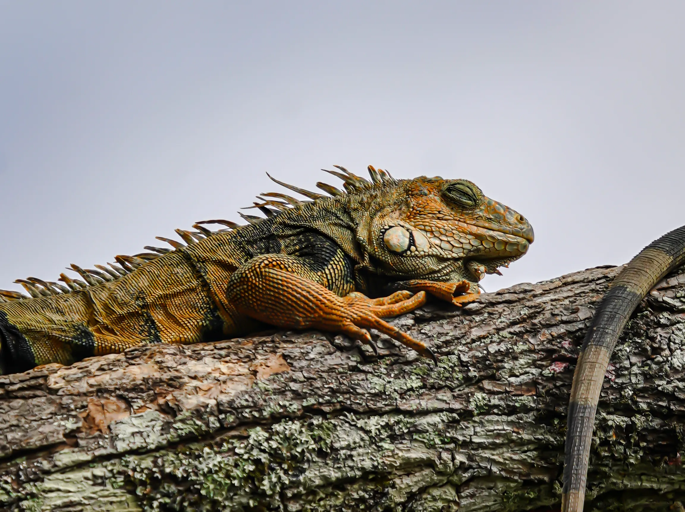 Wildlife photo