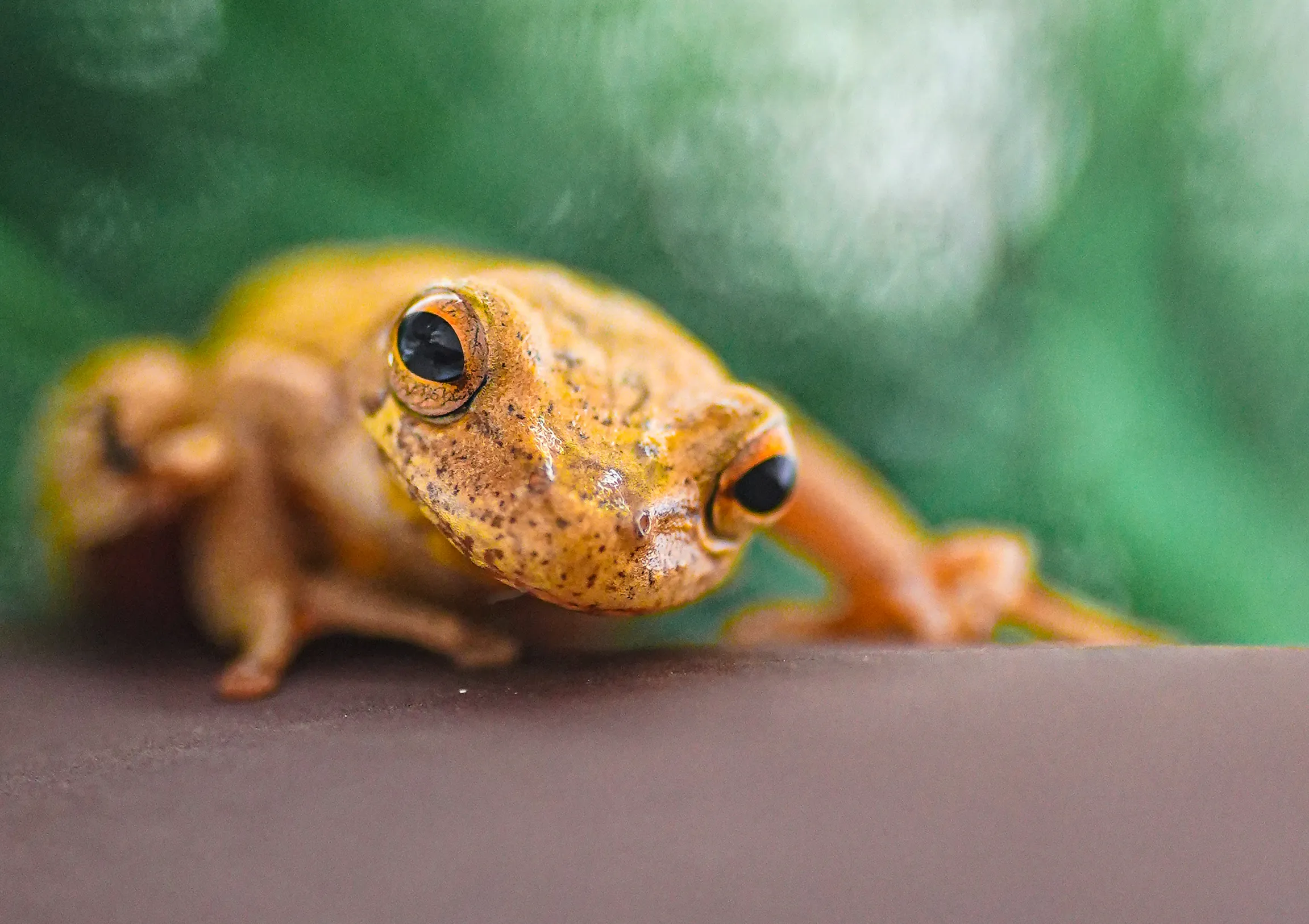 Wildlife photo