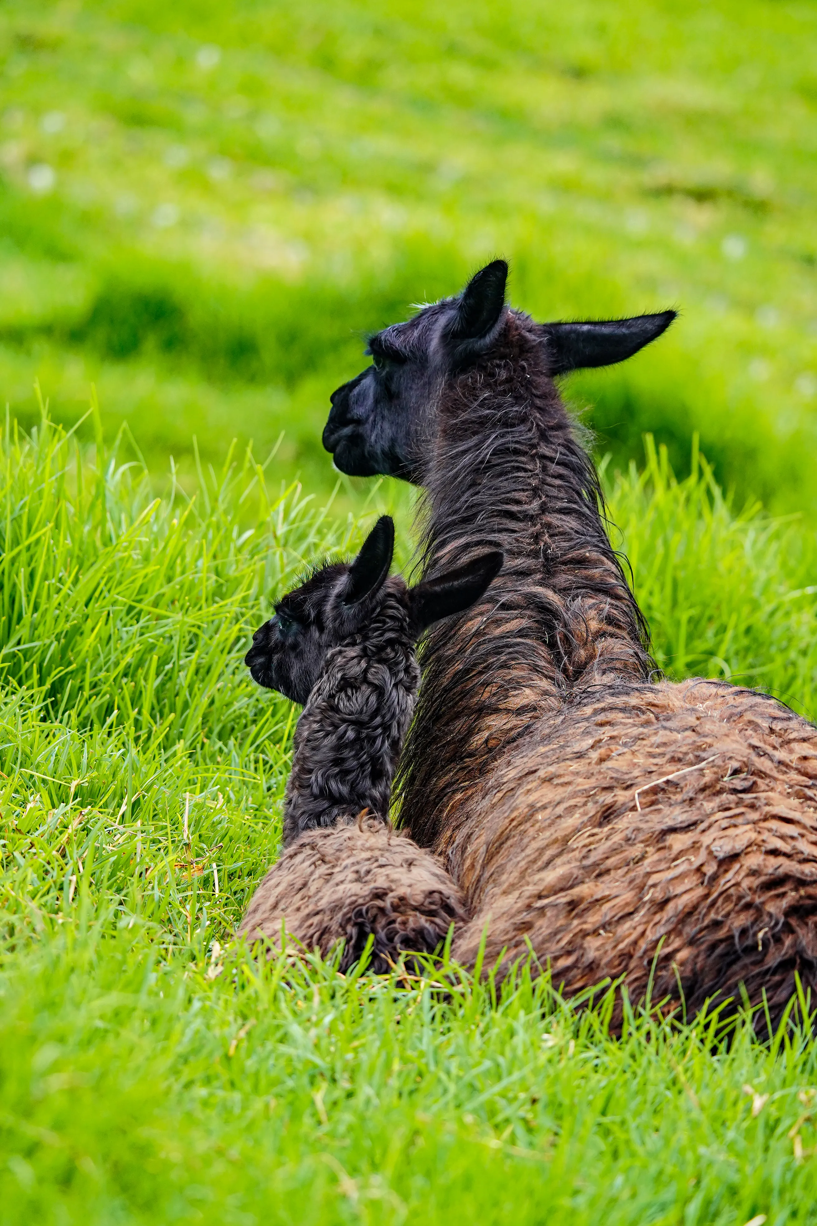 Wildlife photo