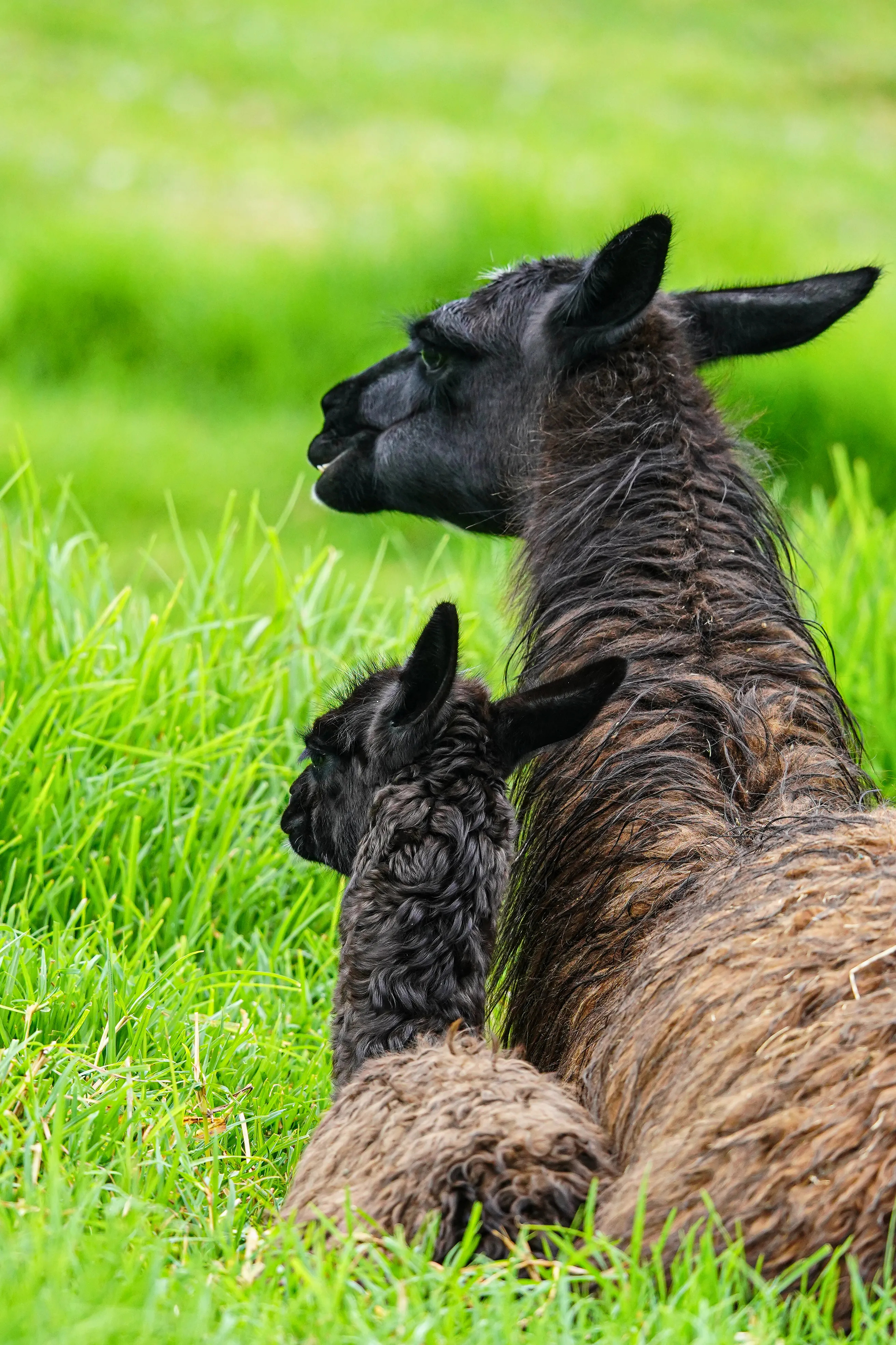 Wildlife photo