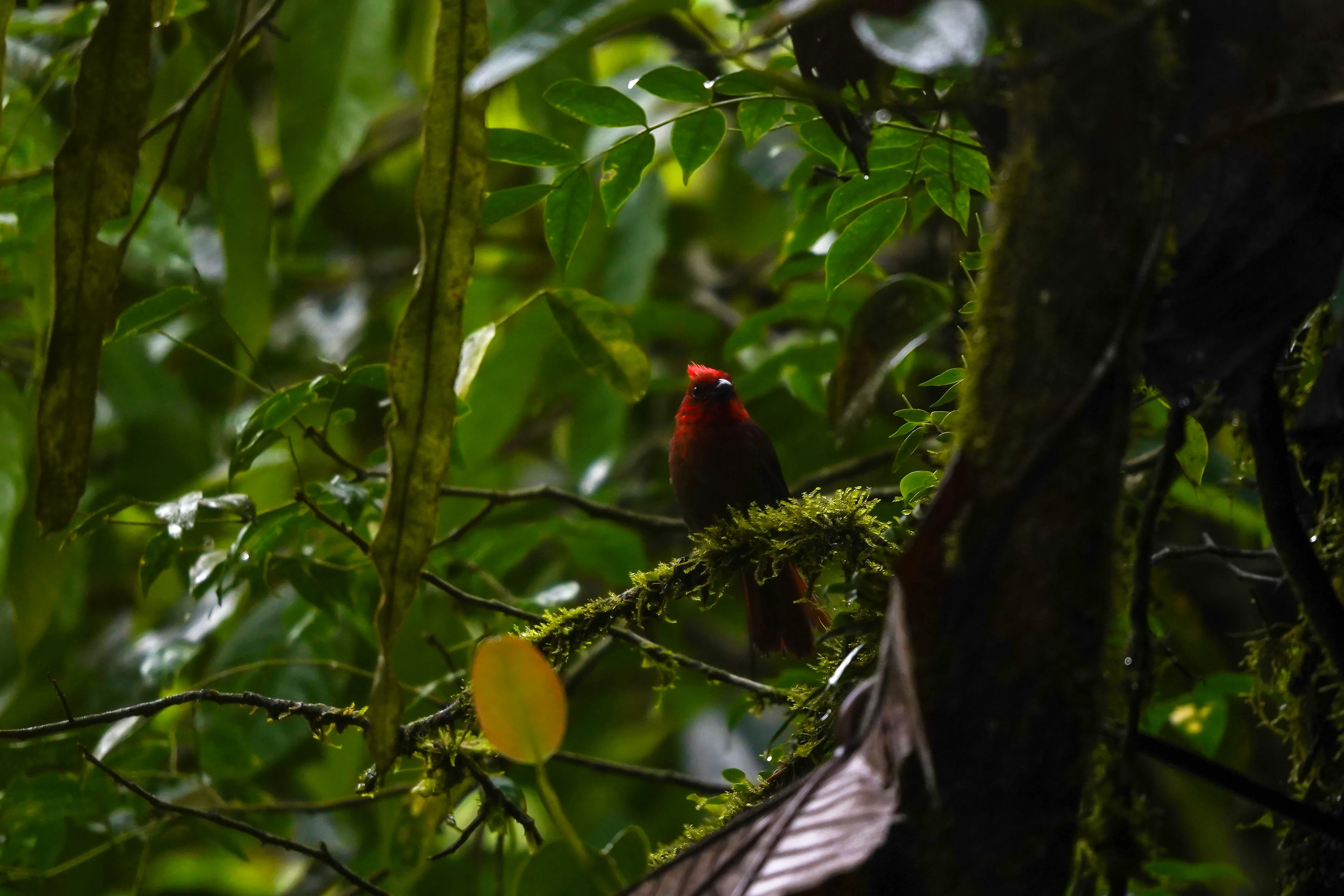 Wildlife photo