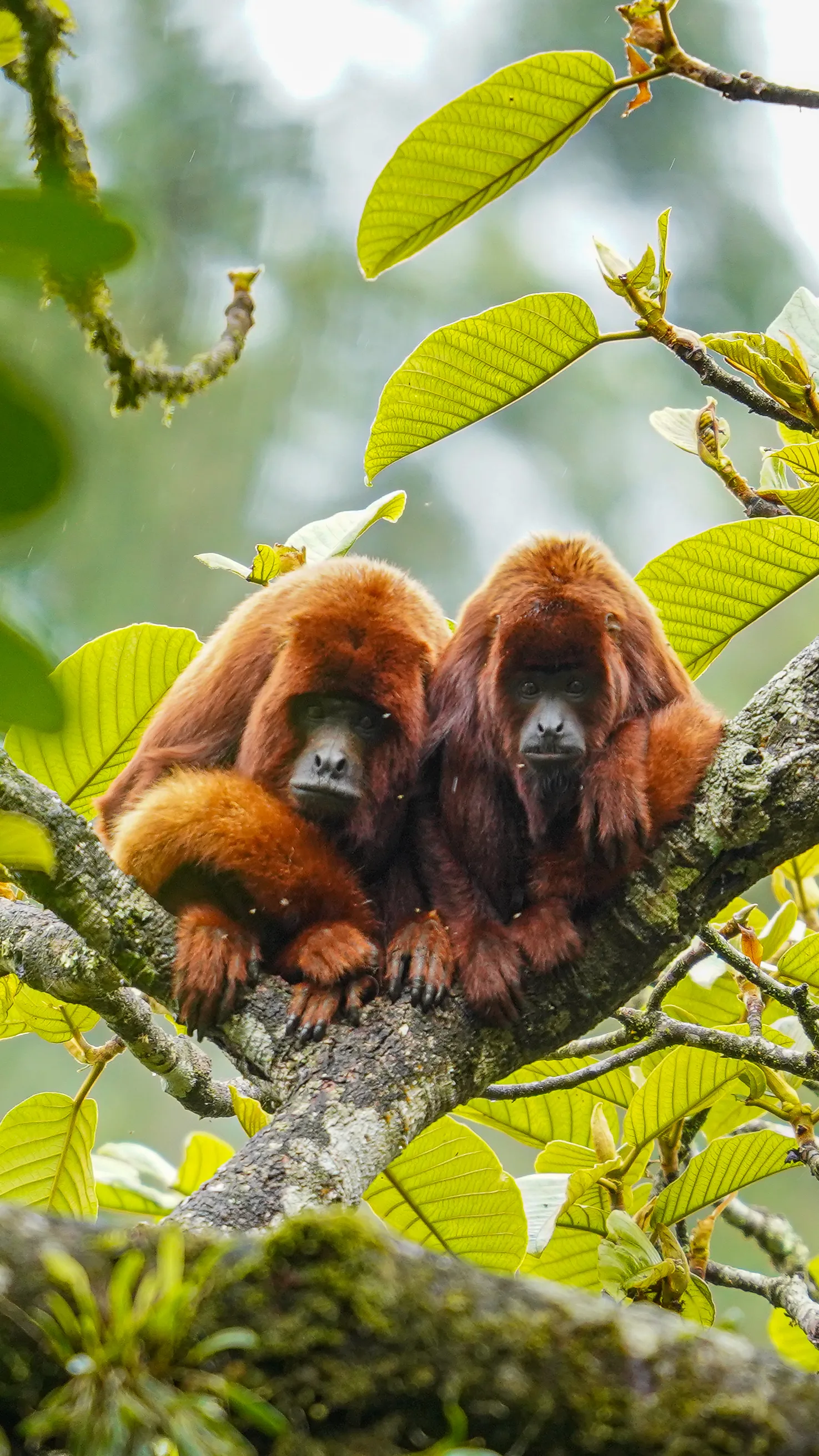 Wildlife photo