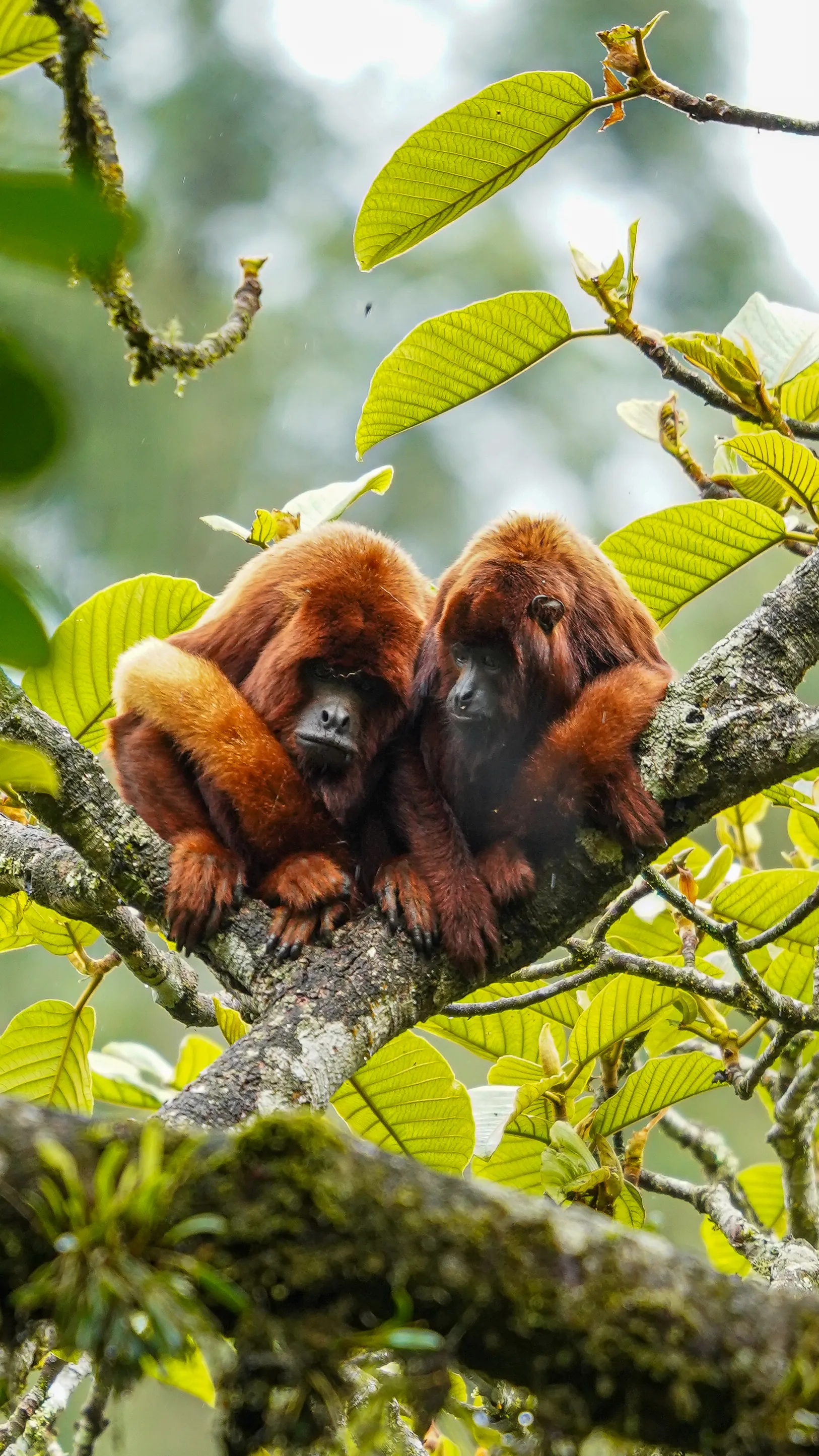 Wildlife photo