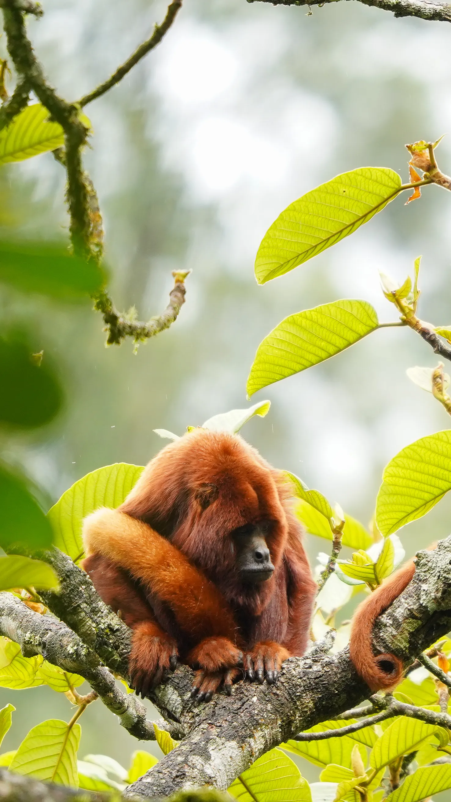 Wildlife photo