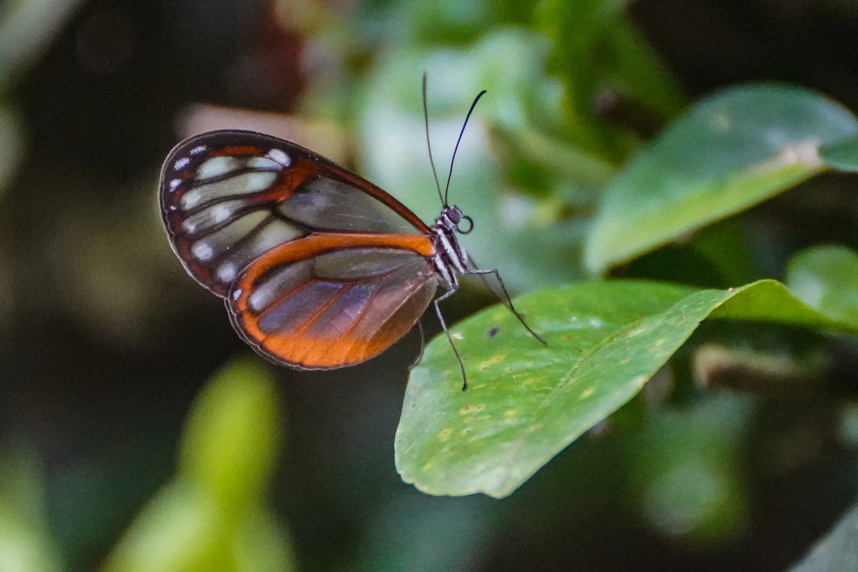 Wildlife photo