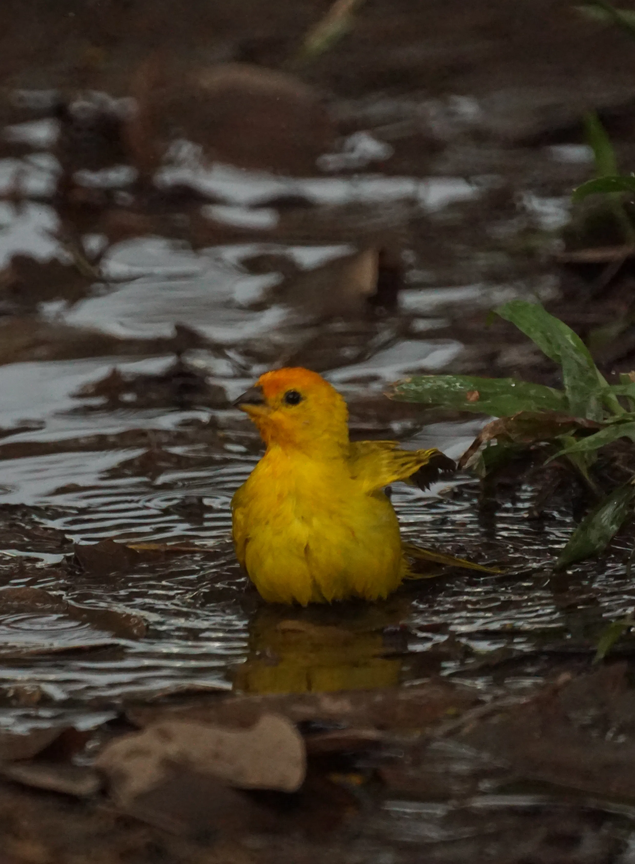 Wildlife photo