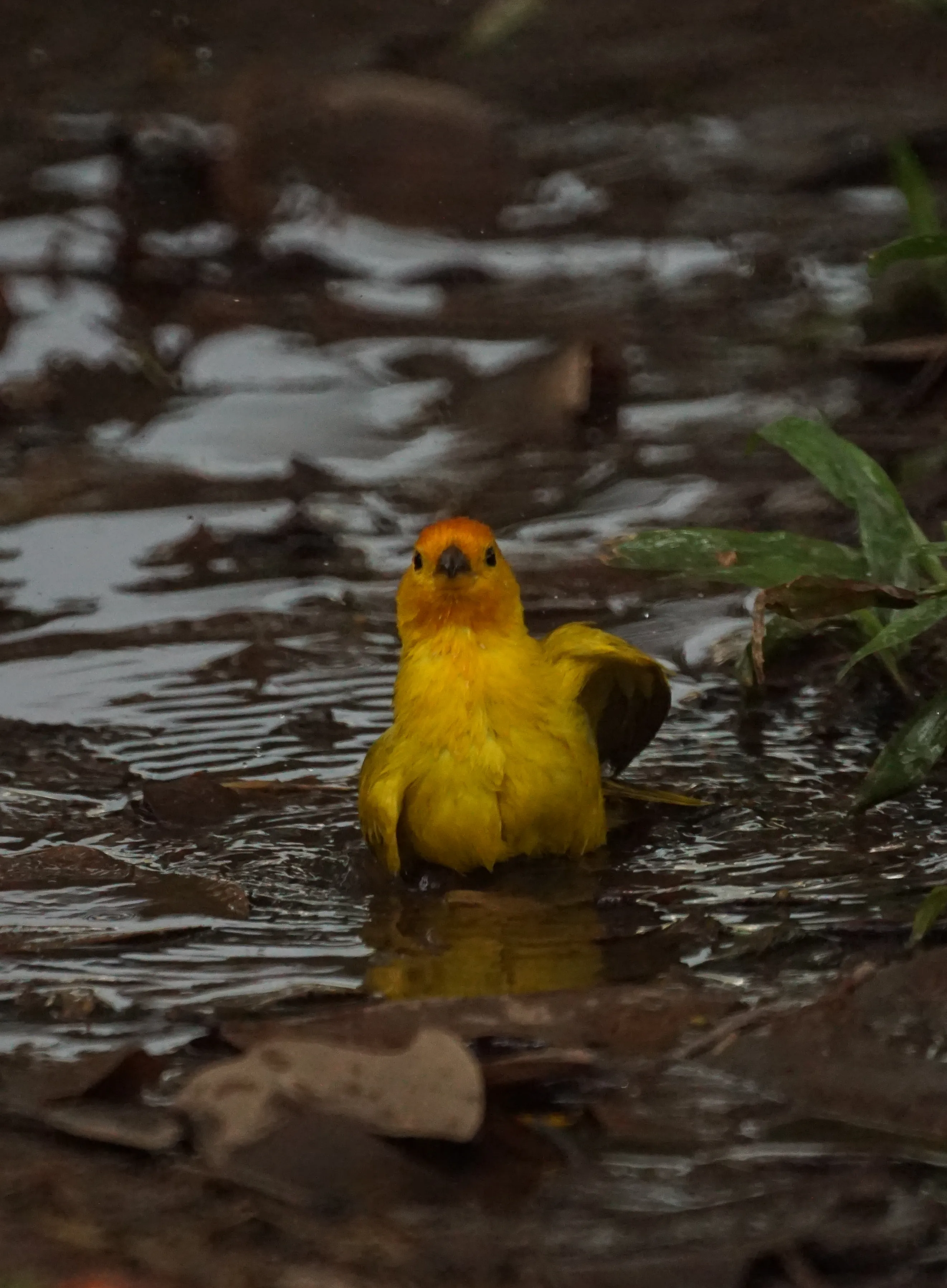 Wildlife photo