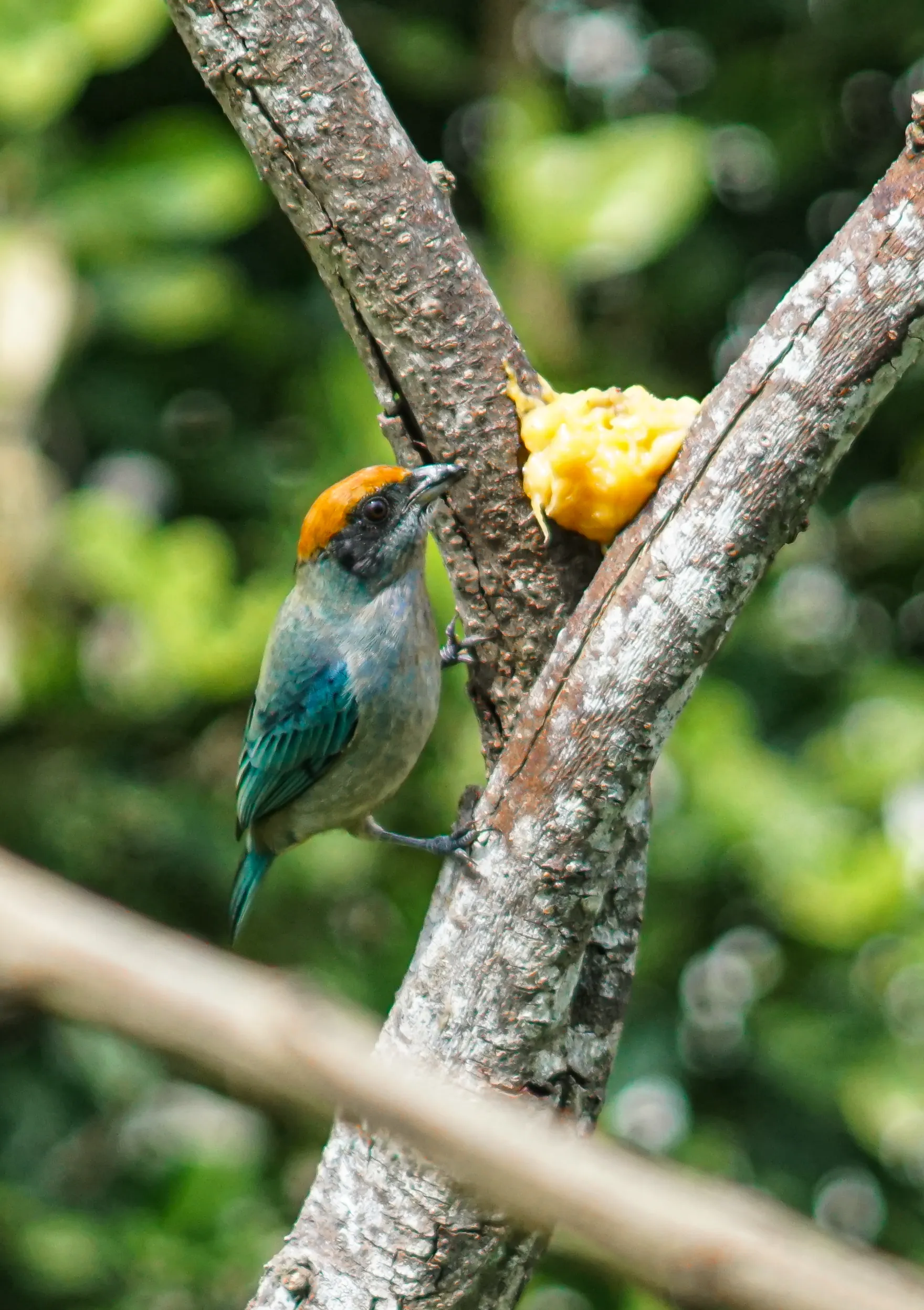Wildlife photo