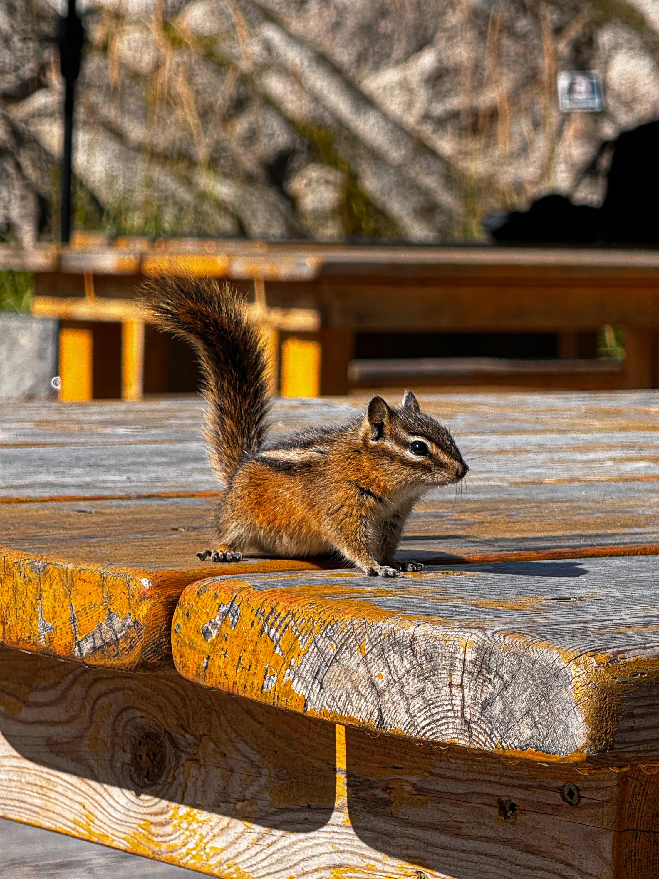 Wildlife photo