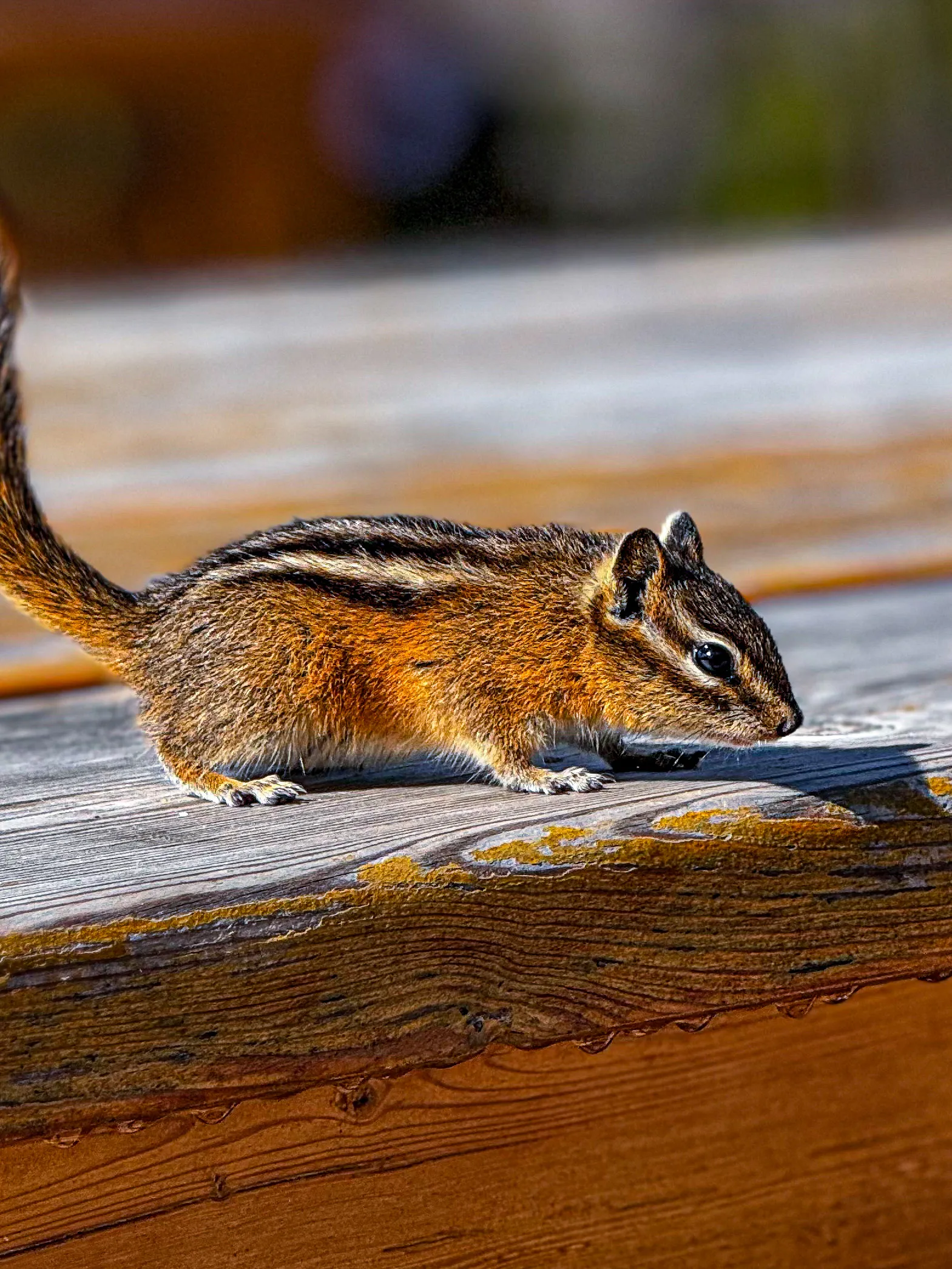 Wildlife photo