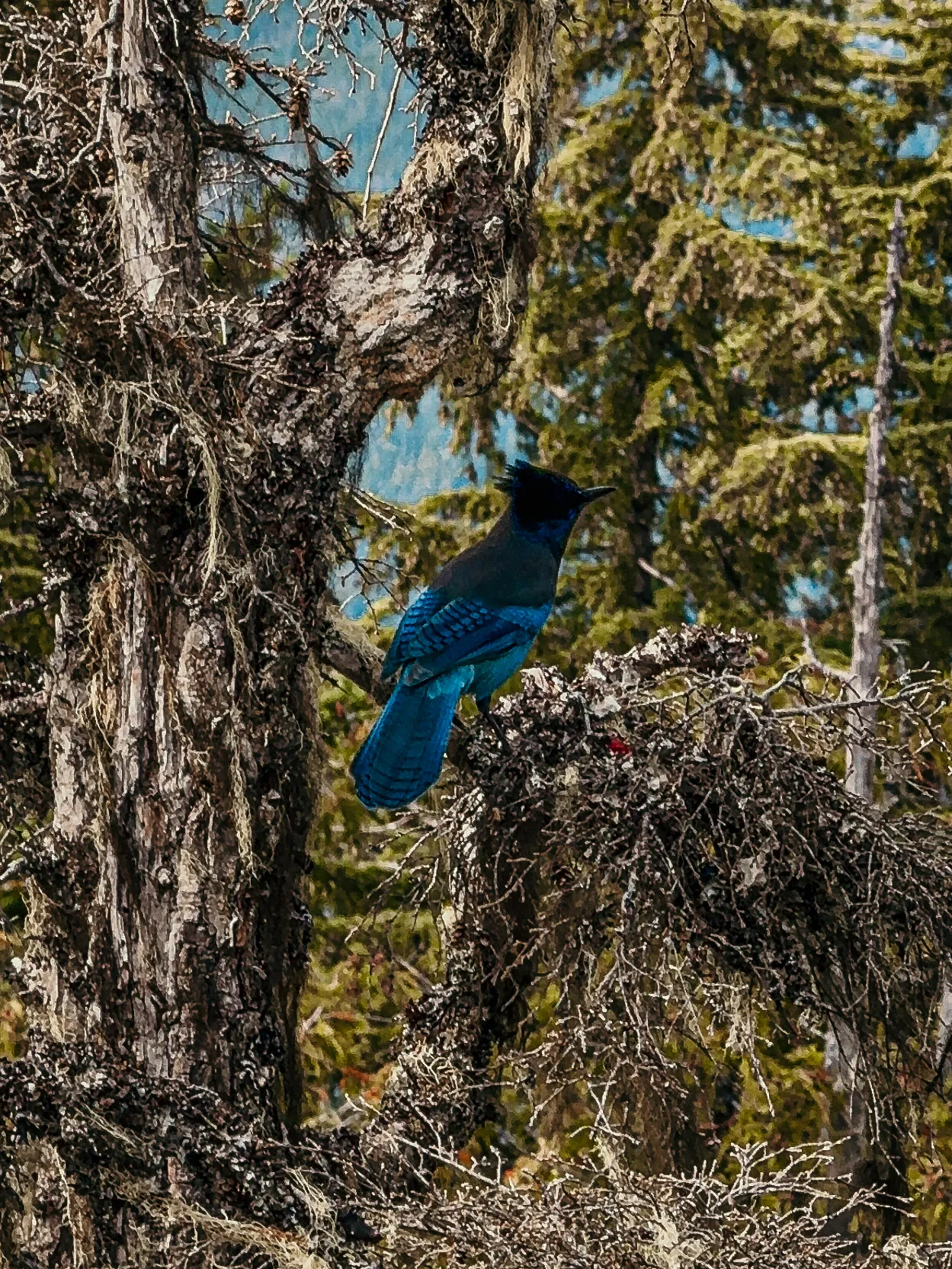 Wildlife photo
