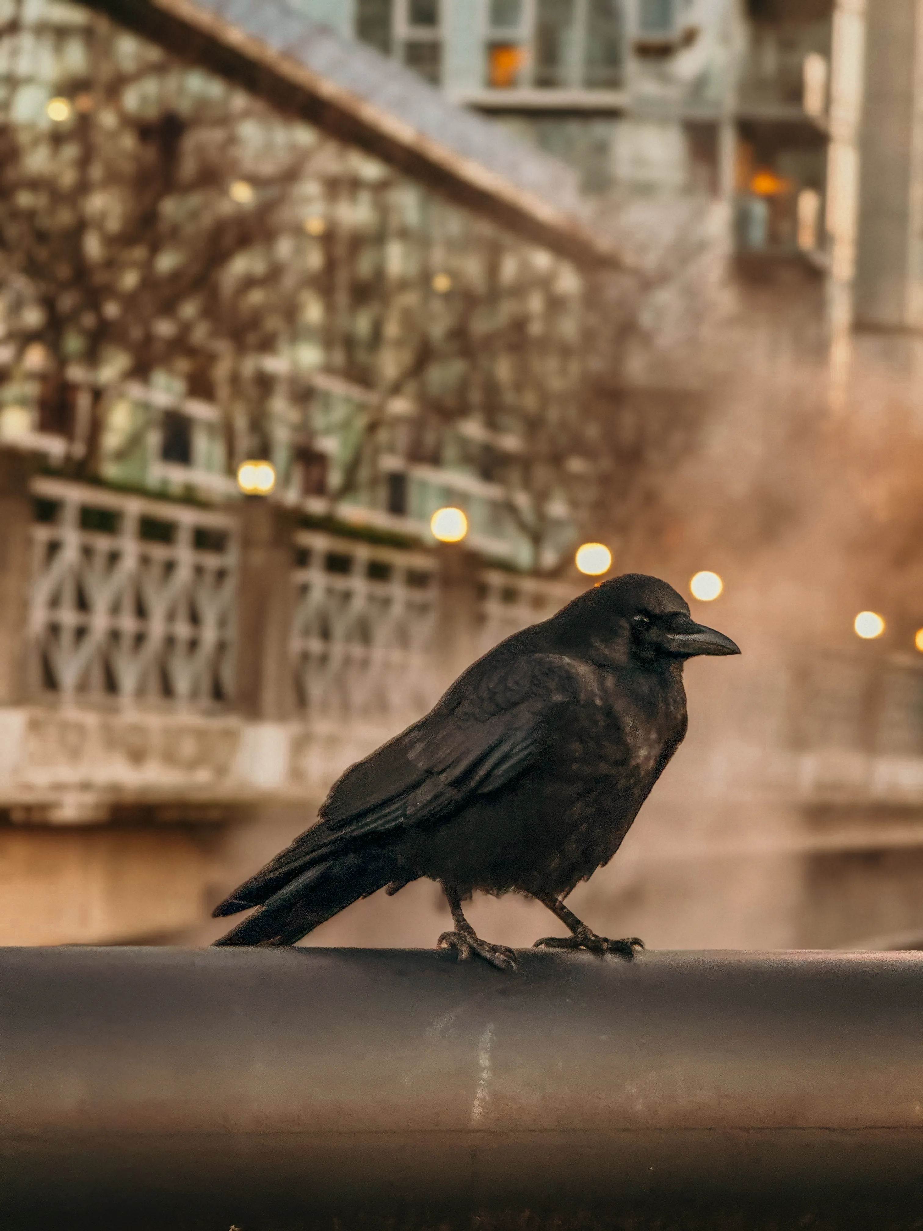 Wildlife photo