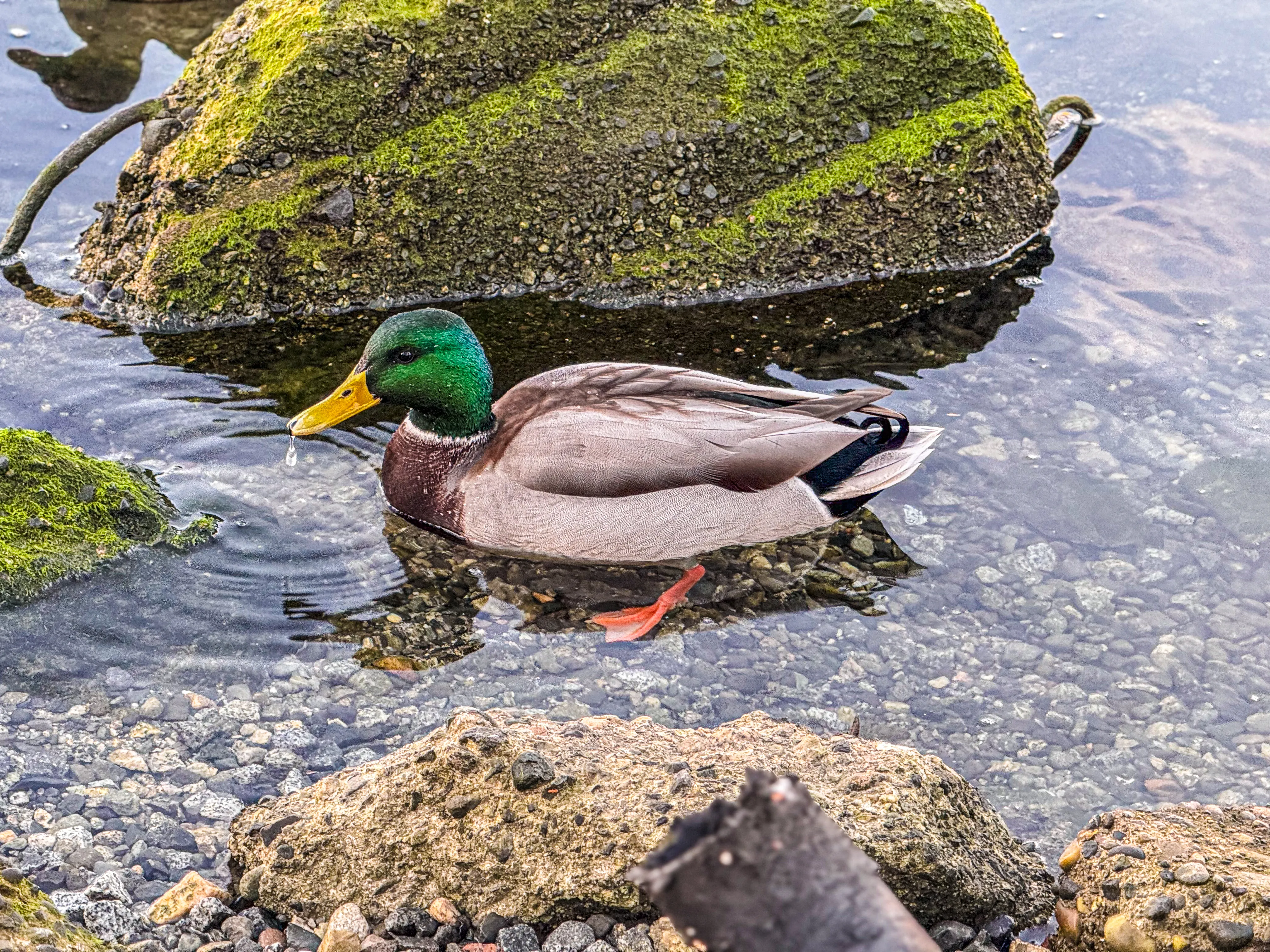 Wildlife photo