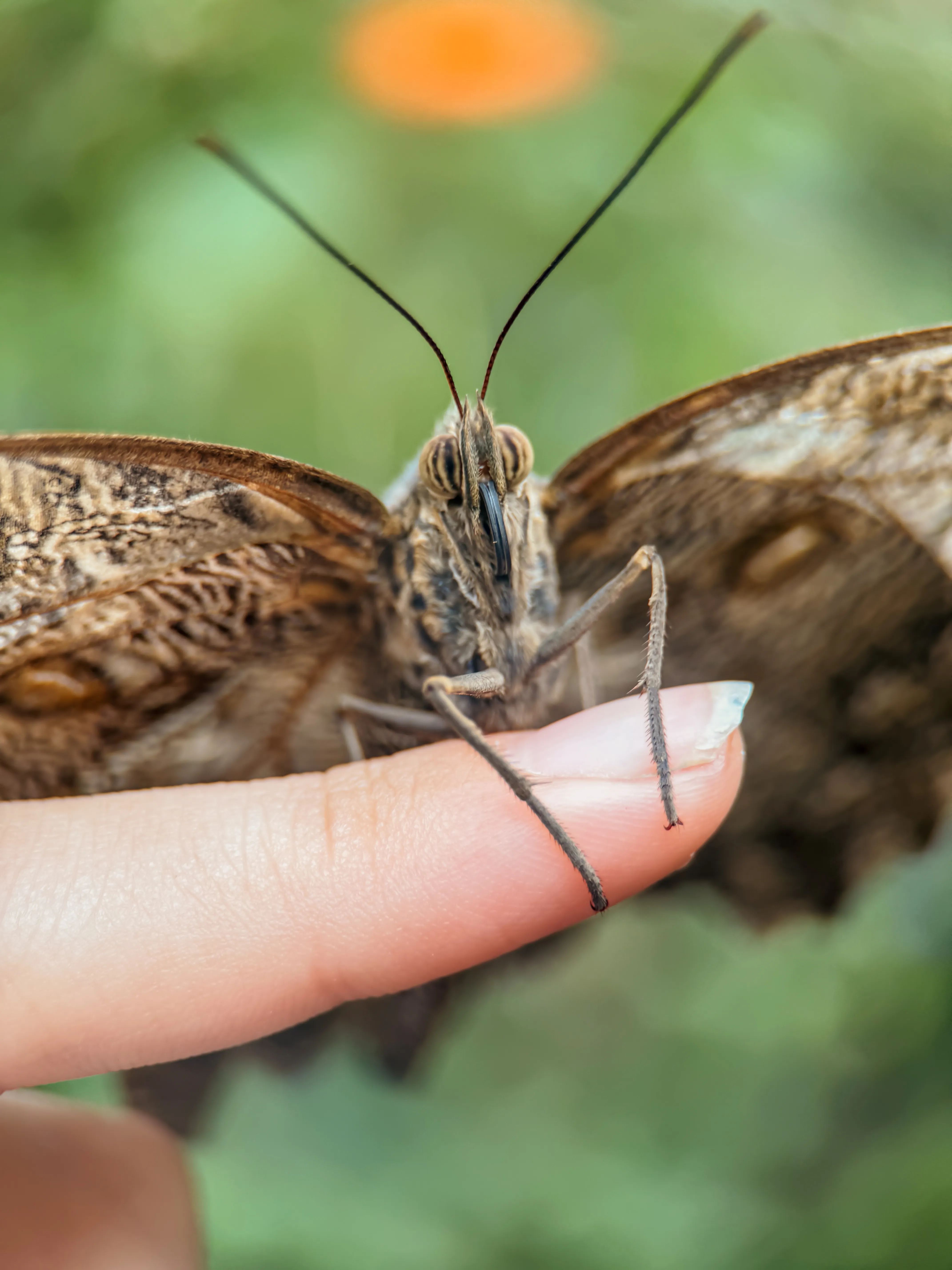 Wildlife photo