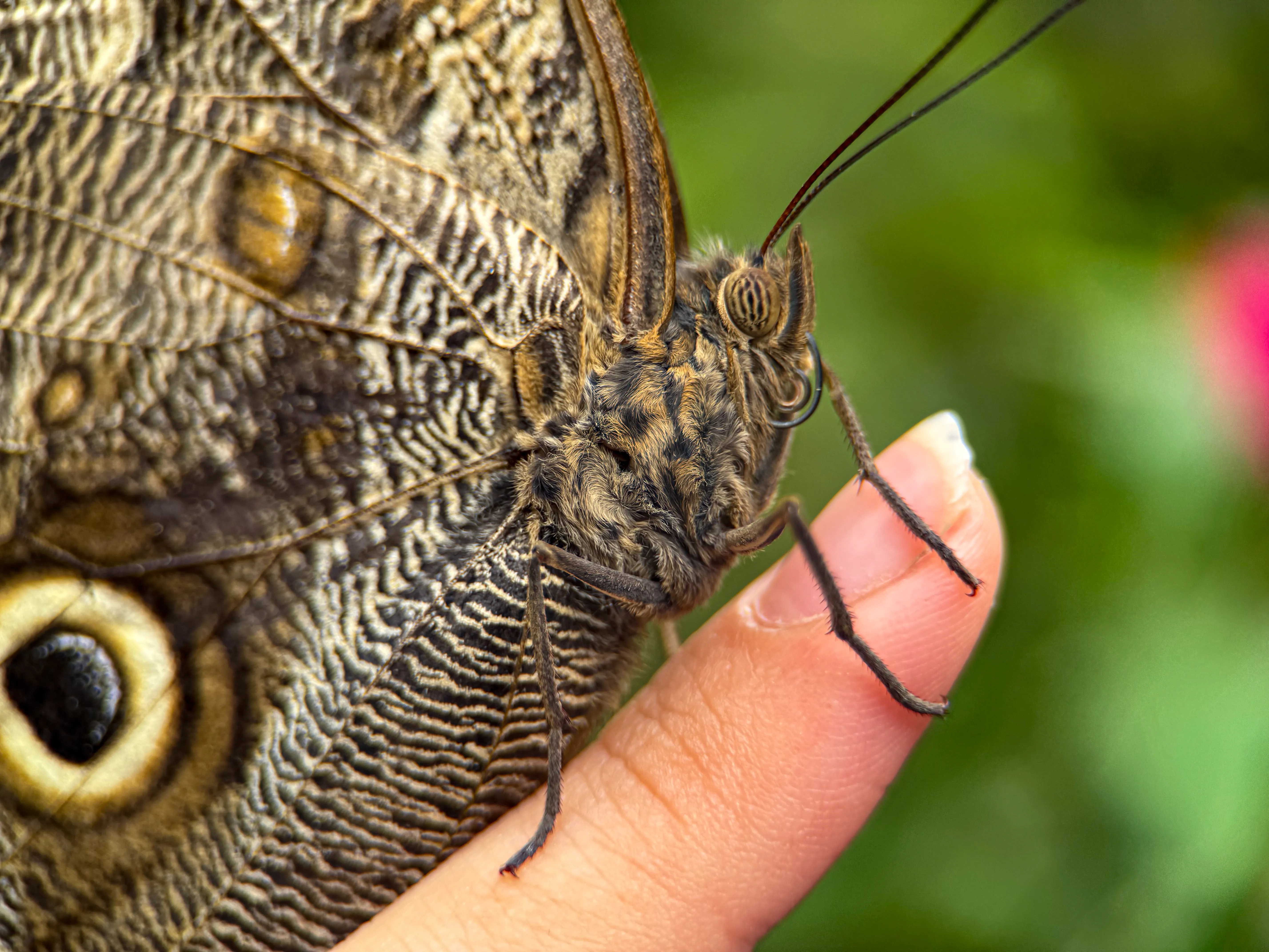 Wildlife photo