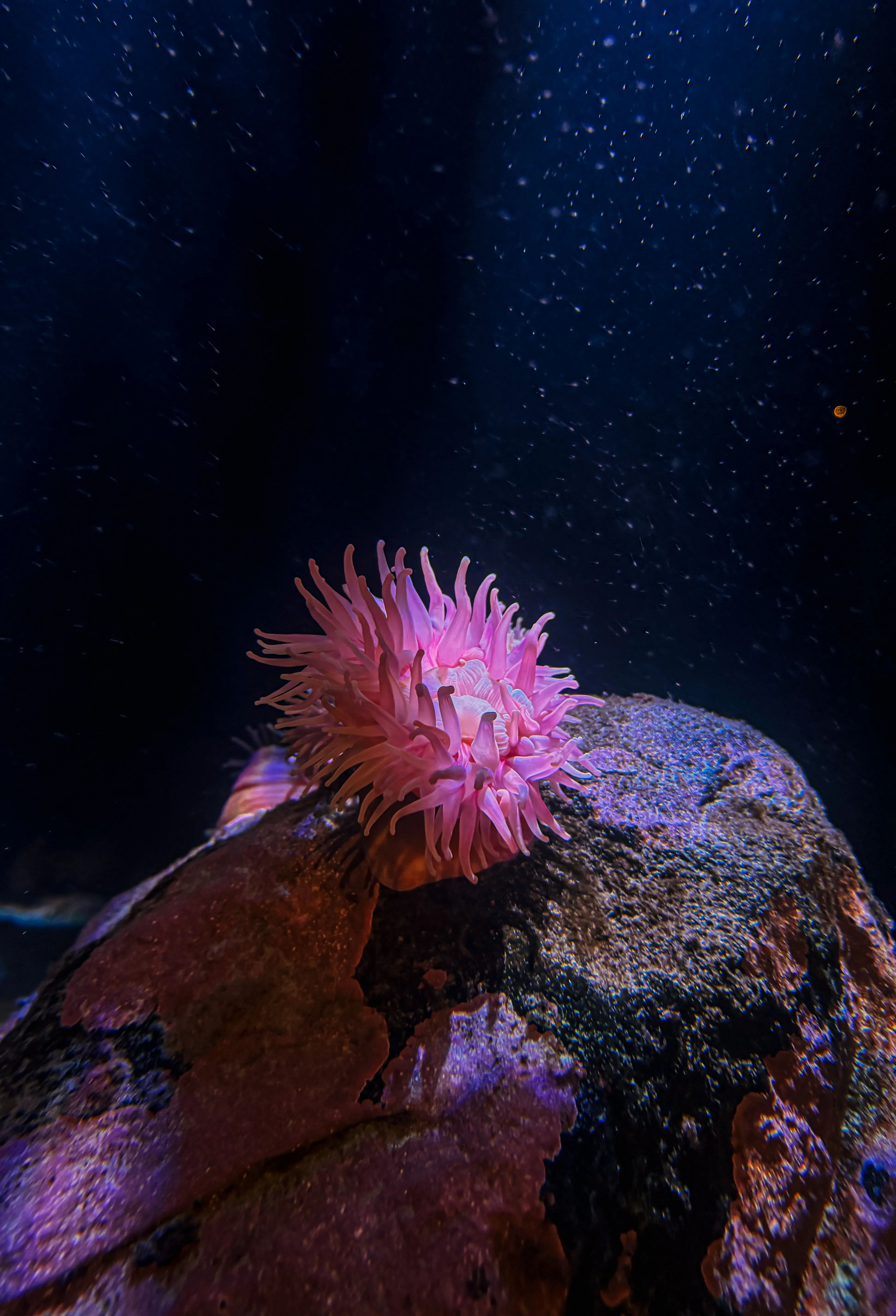 Wildlife photo