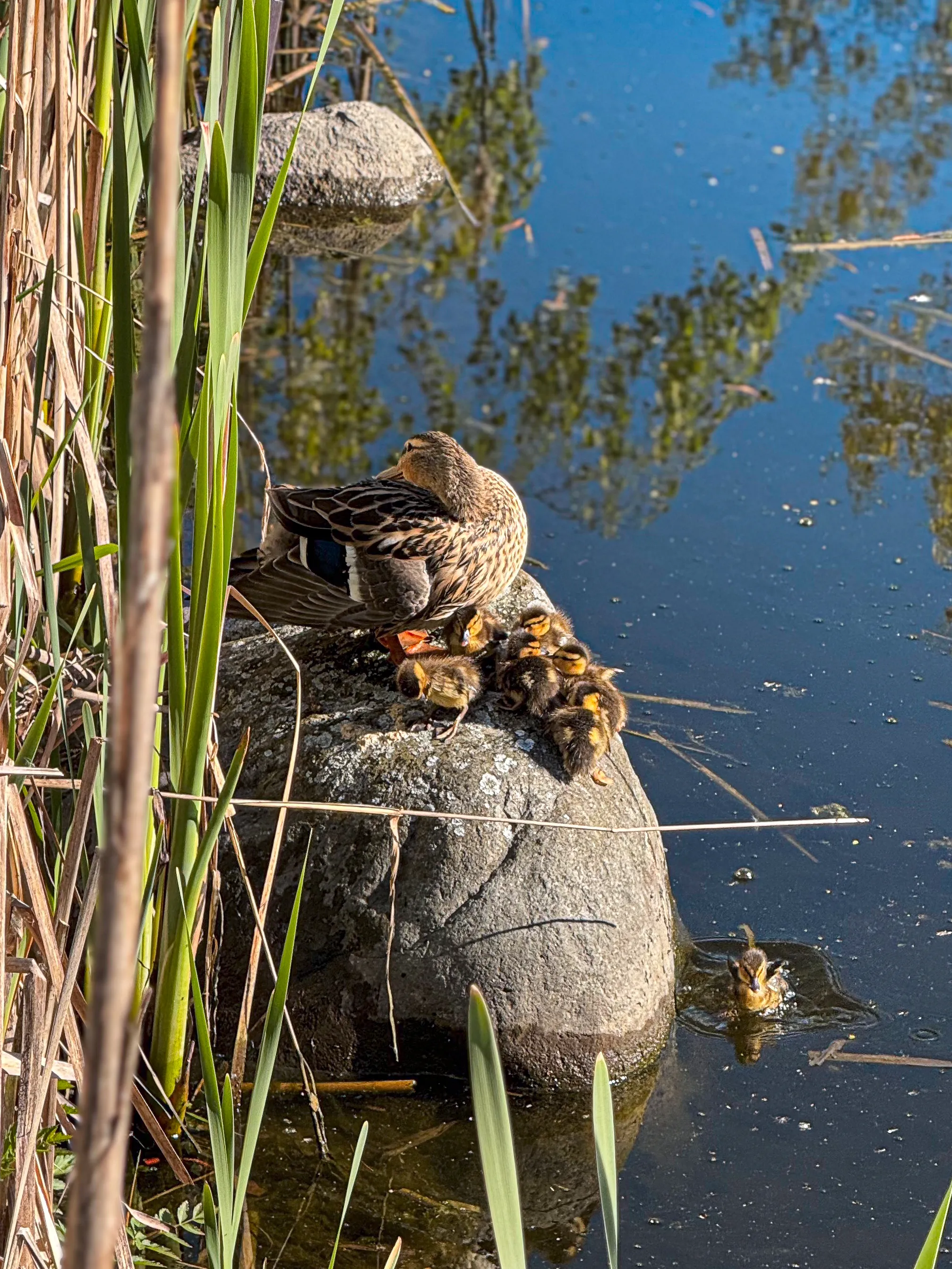 Wildlife photo