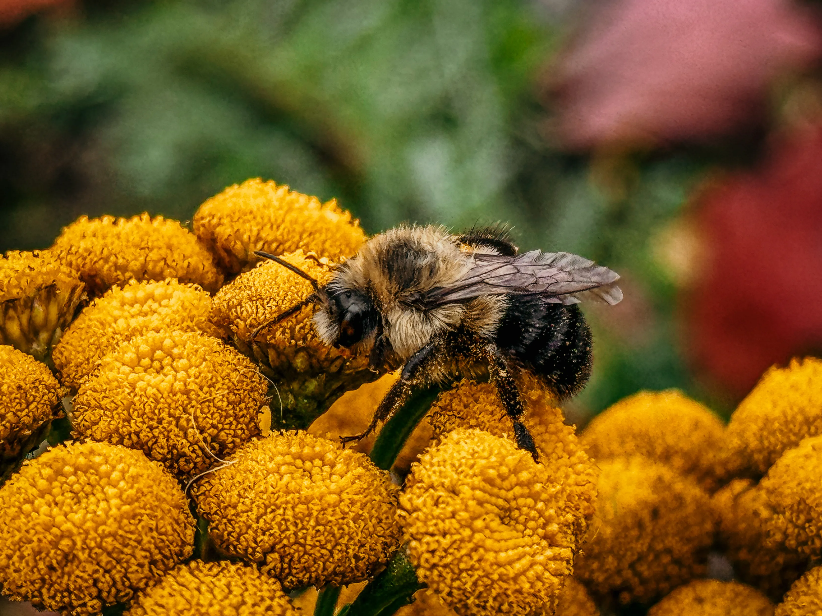 Wildlife photo