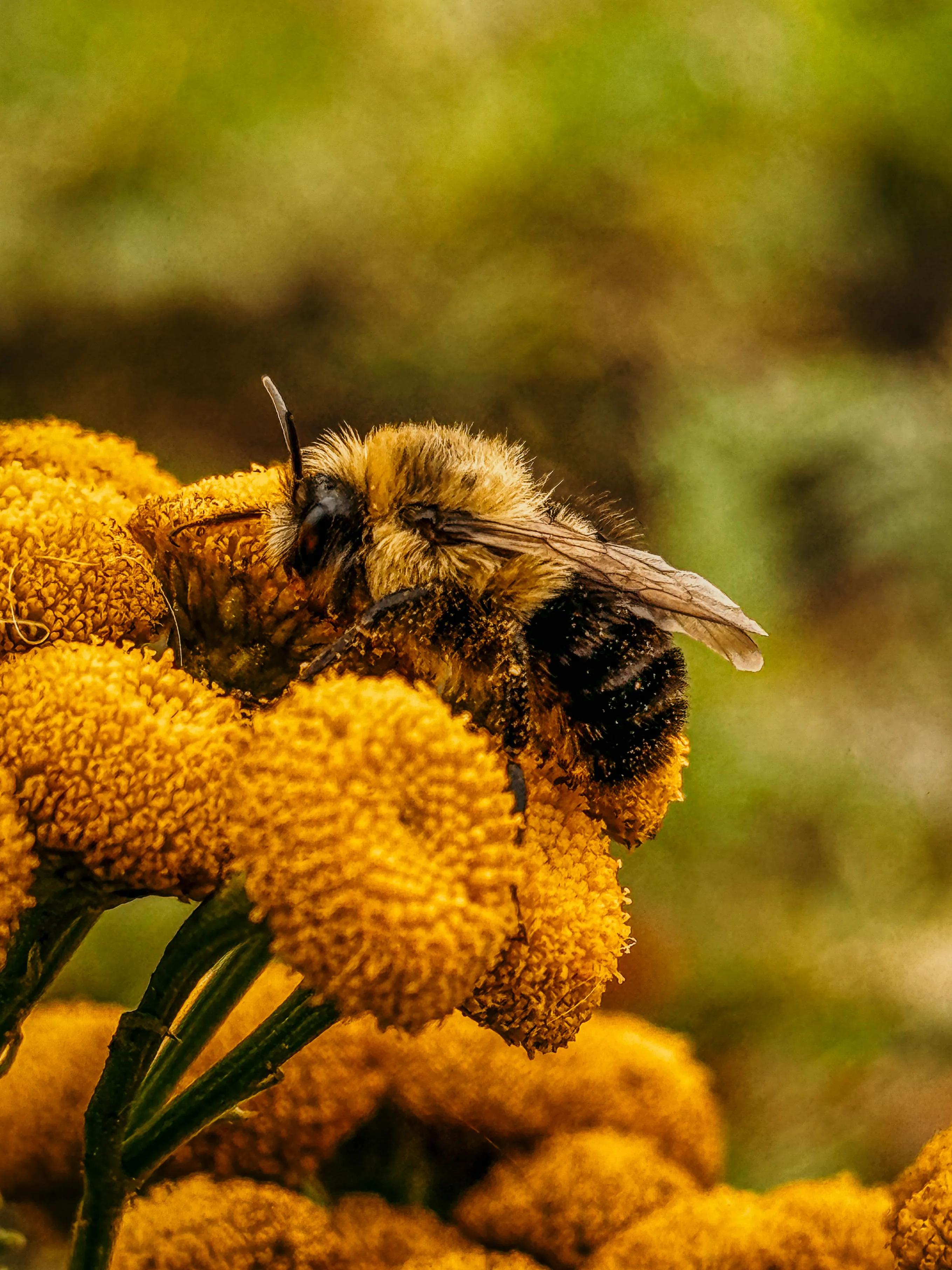 Wildlife photo