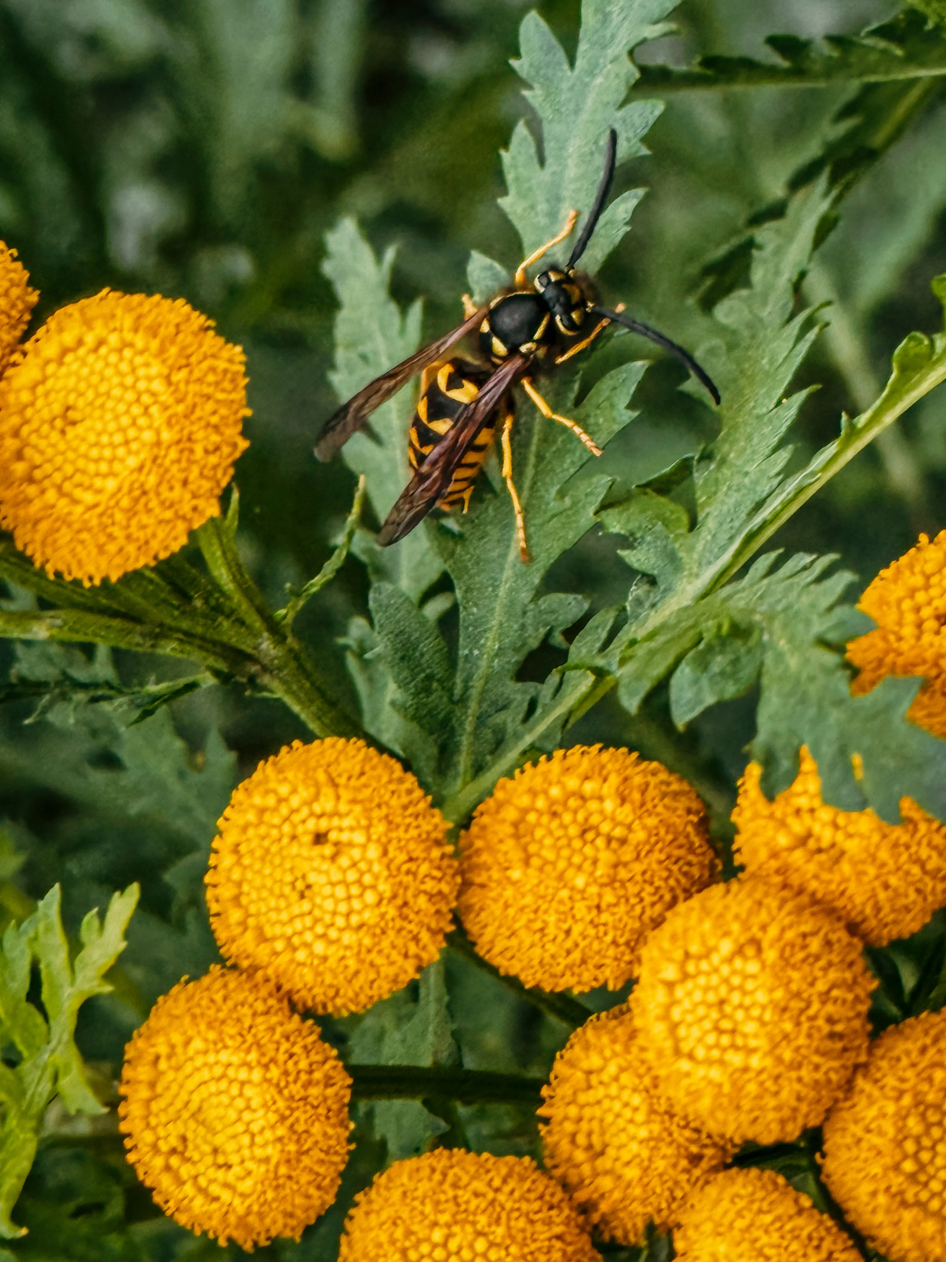 Wildlife photo
